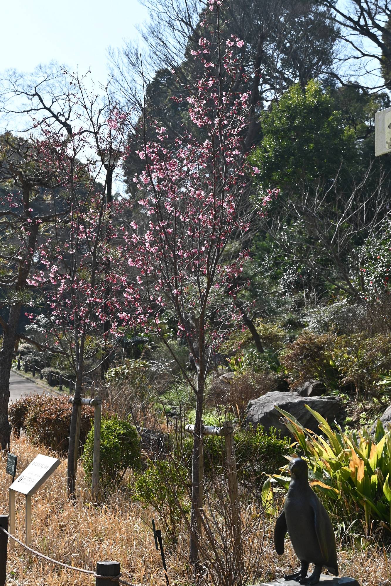 20220311オカメザクラ.jpg