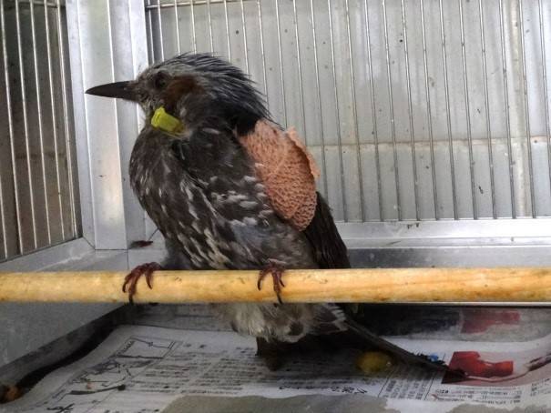 2016 ブログ トピック 0703ヒヨドリ固定.jpg