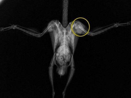 2016 ブログ トピック 0703レントゲン１.jpg