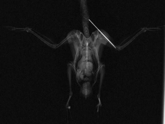 2016 ブログ トピック 0703レントゲン２.jpg