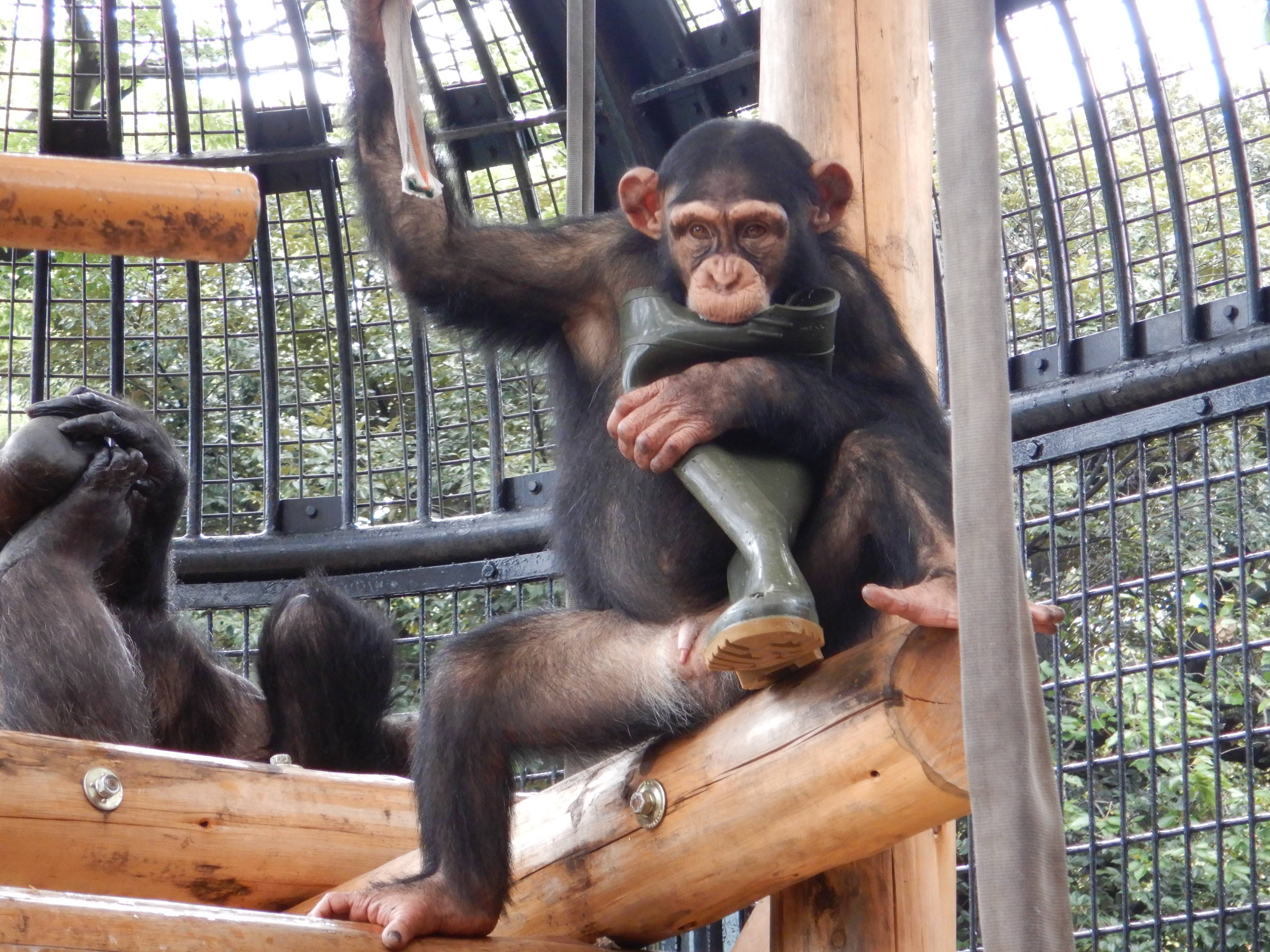 チンパンジー0904⑪.jpg