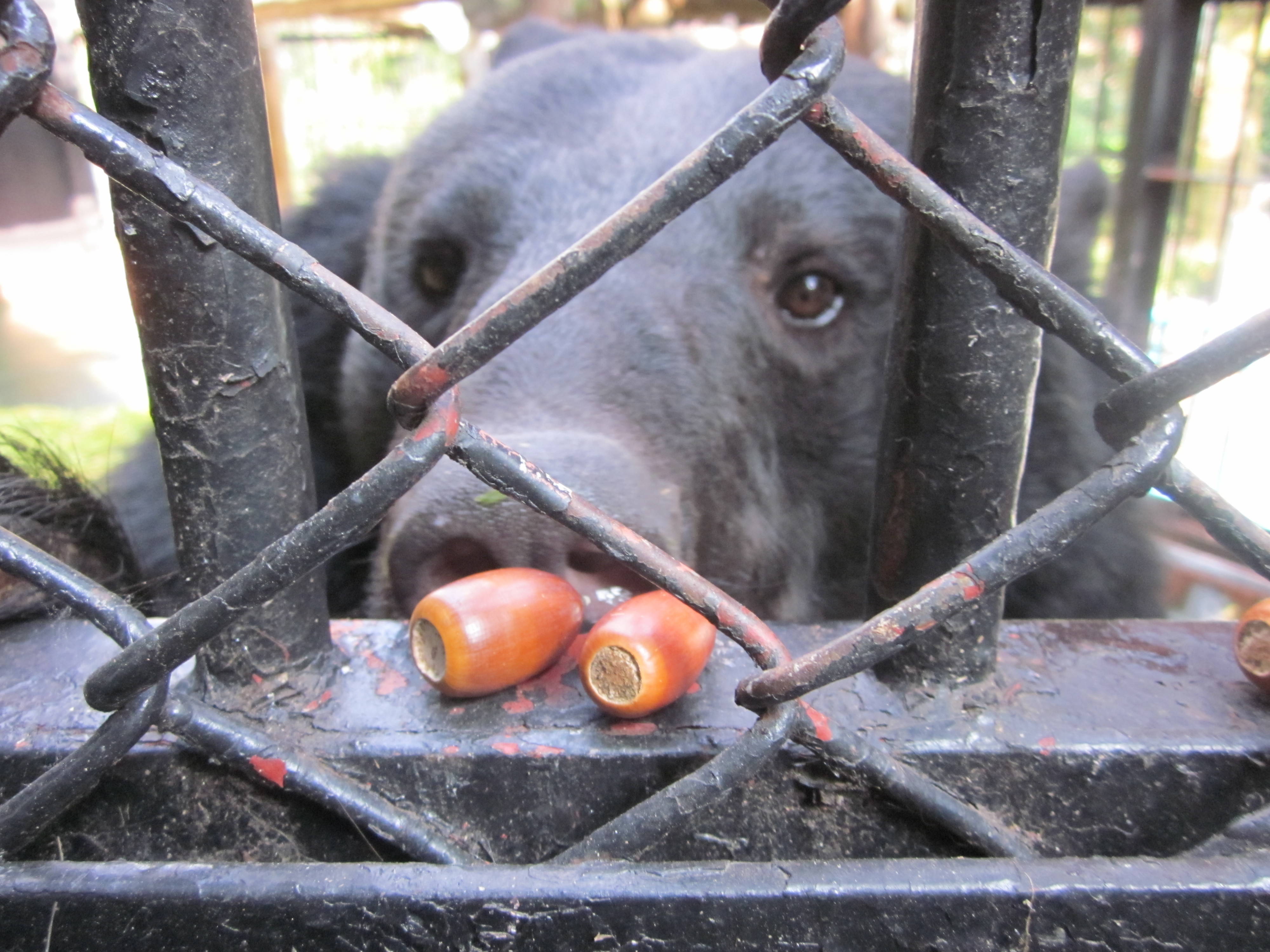 今年もどんぐりポストを開設しました|動物トピックス｜ブログ|野毛山