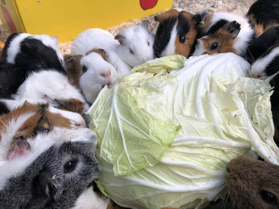 白菜を食べるモルモット たち.jpg