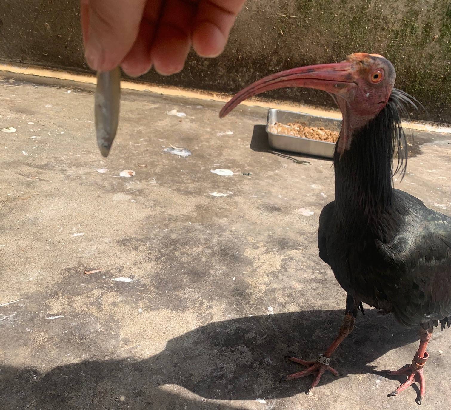 実は珍しいんです 動物トピックス 野毛山動物園公式サイト 公益財団法人 横浜市緑の協会