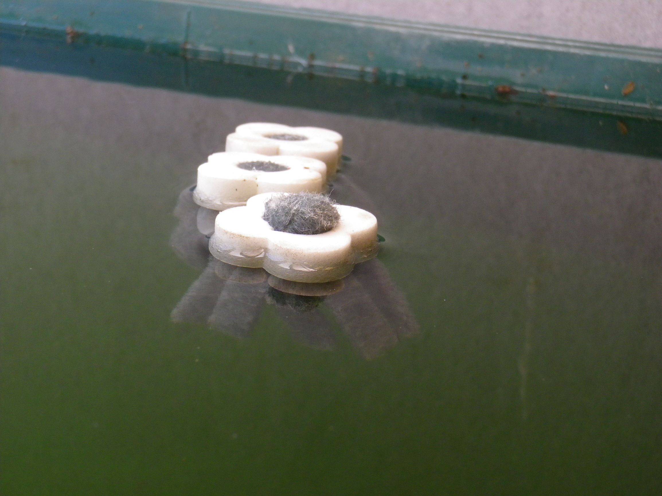産卵床1.jpg