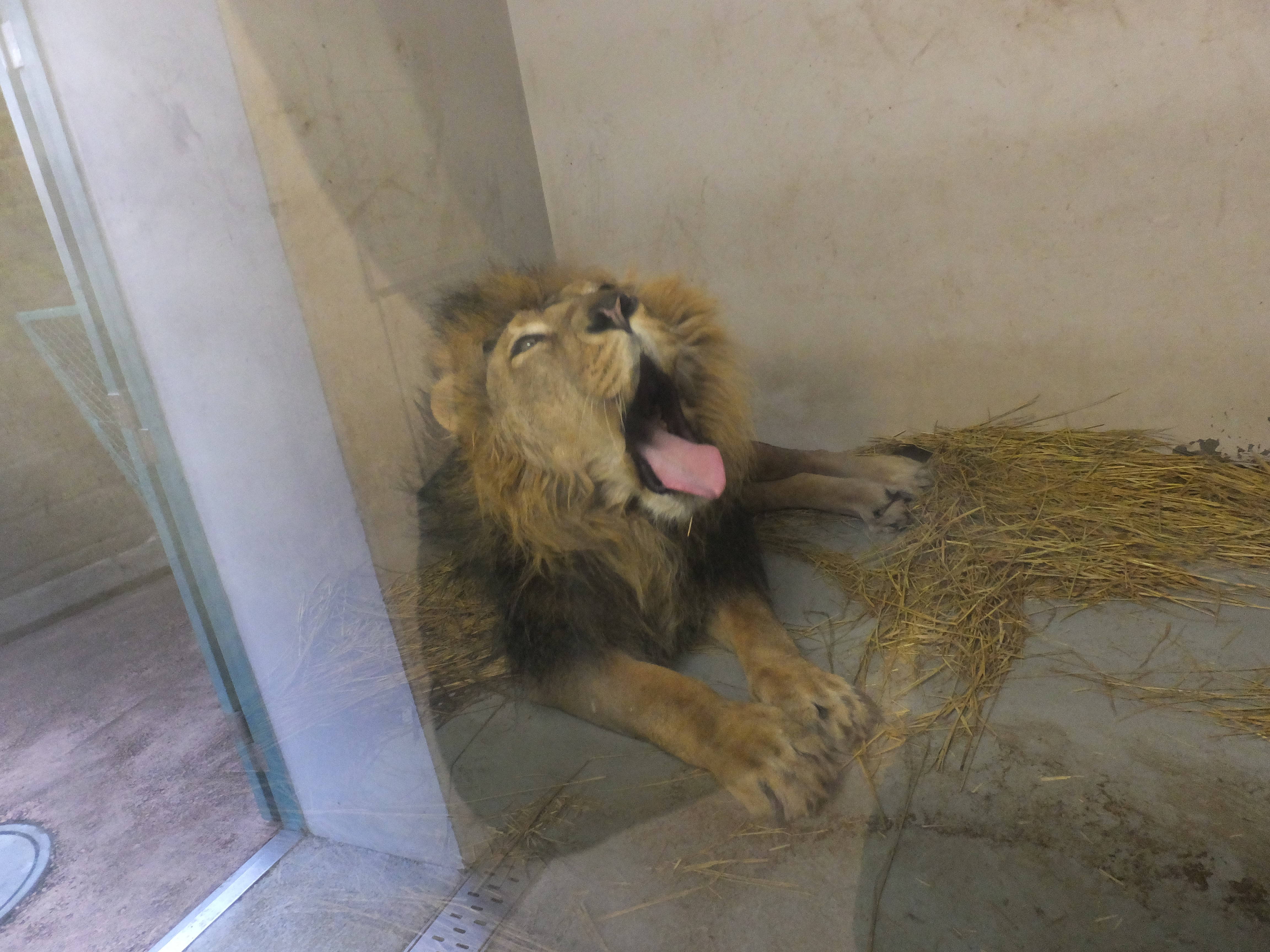 らいおんくん」ふたたび|動物トピックス｜ブログ|野毛山動物園