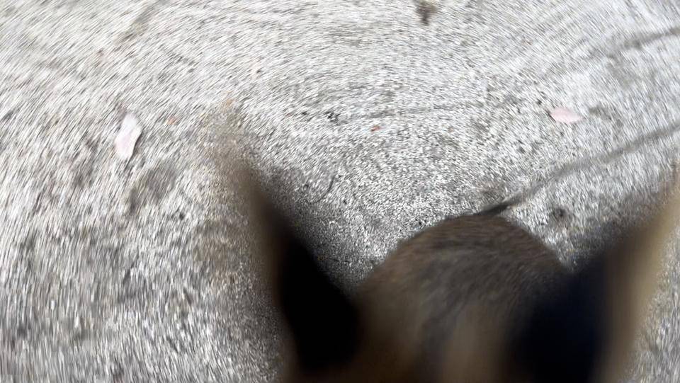 バロンの飛び蹴り (4).jpg