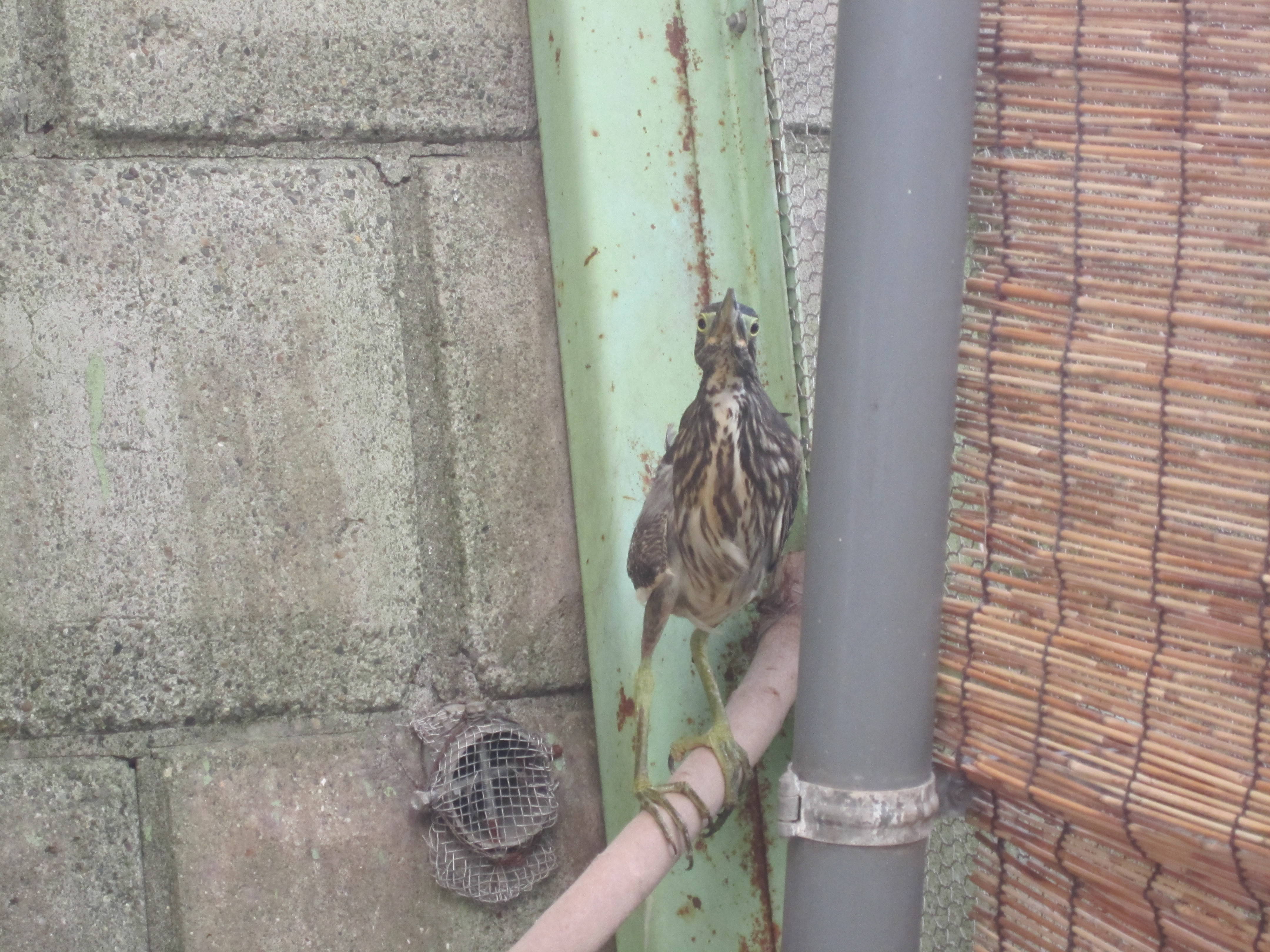この鳥 何の鳥 動物トピックス 野毛山動物園公式サイト 公益財団法人 横浜市緑の協会