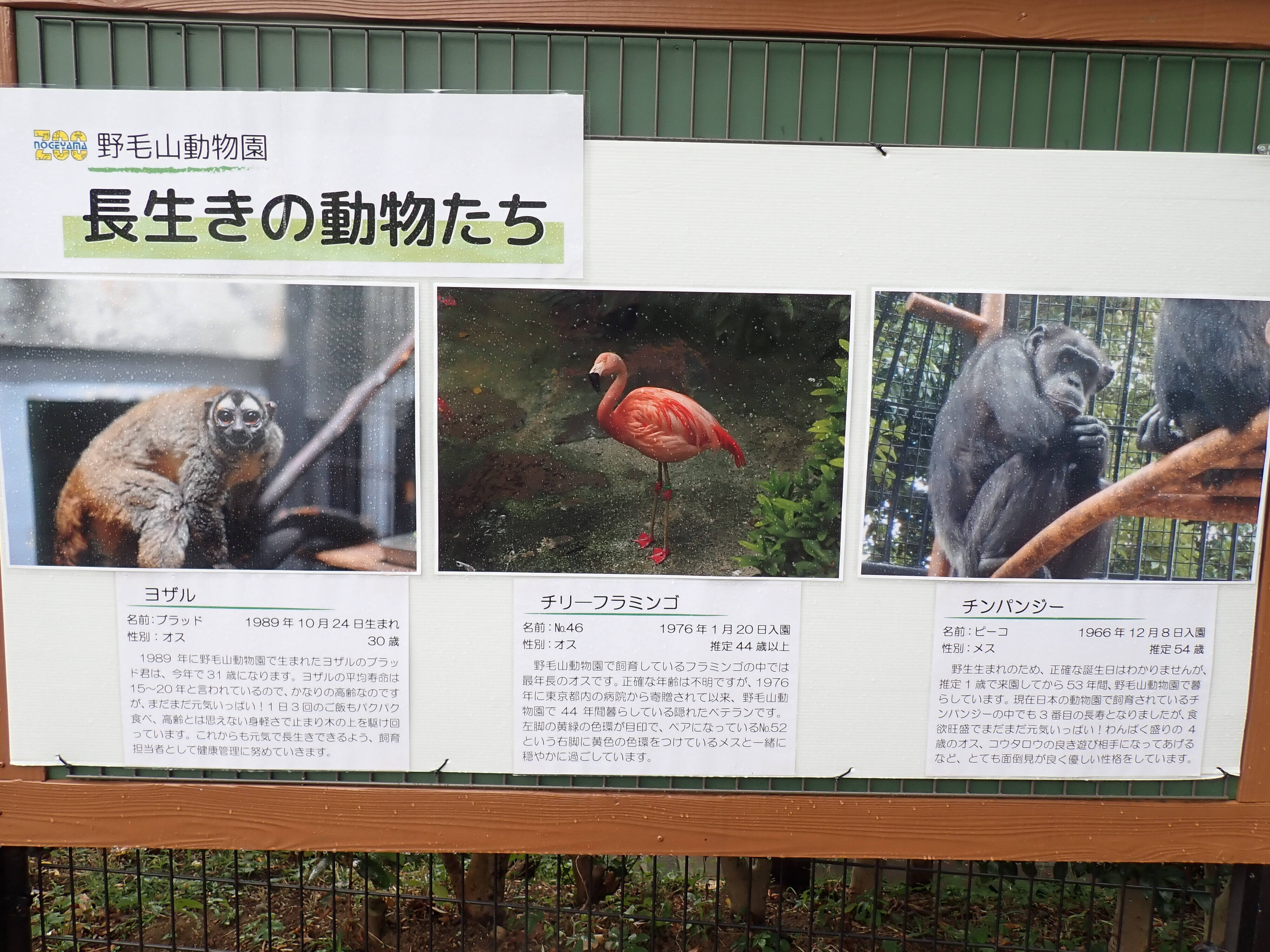 隠れたご長寿動物トピックス|ブログ野毛山動物園公式サイト|公益財団法人 横浜市緑の協会 隠れたご長寿動物トピックス|ブログ野毛山動物園公式サイト|公益財団法人 横浜市緑の協会
