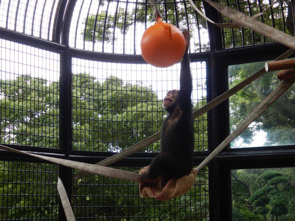 日替わりおもちゃ大作戦 みらいを見つめるチンパンジー 野毛山動物園公式サイト 公益財団法人 横浜市緑の協会 日替わりおもちゃ大作戦 みらいを見つめるチンパンジー 野毛山動物園公式サイト 公益財団法人 横浜市緑の協会