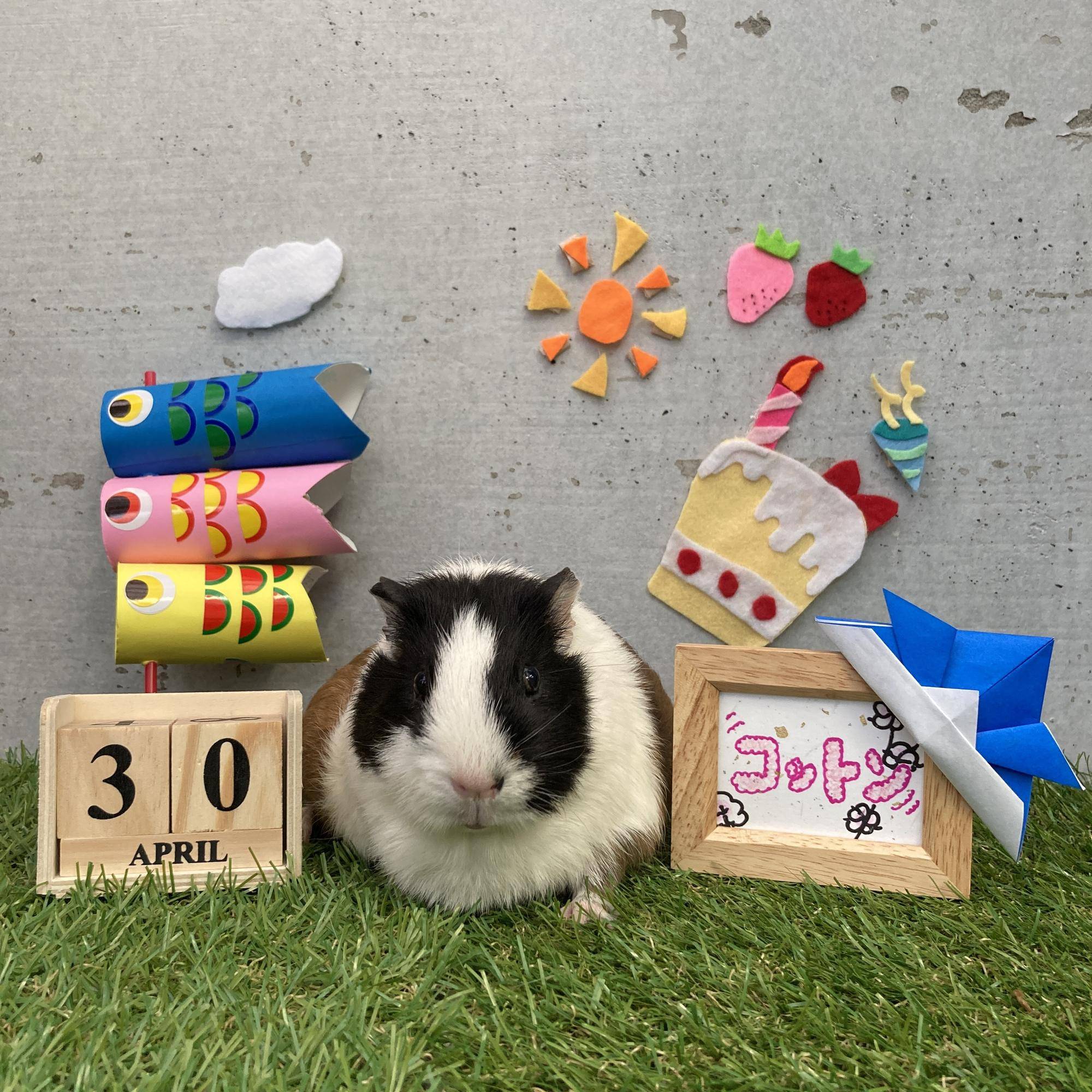 今日のはぴもる コットン誕生日.jpg