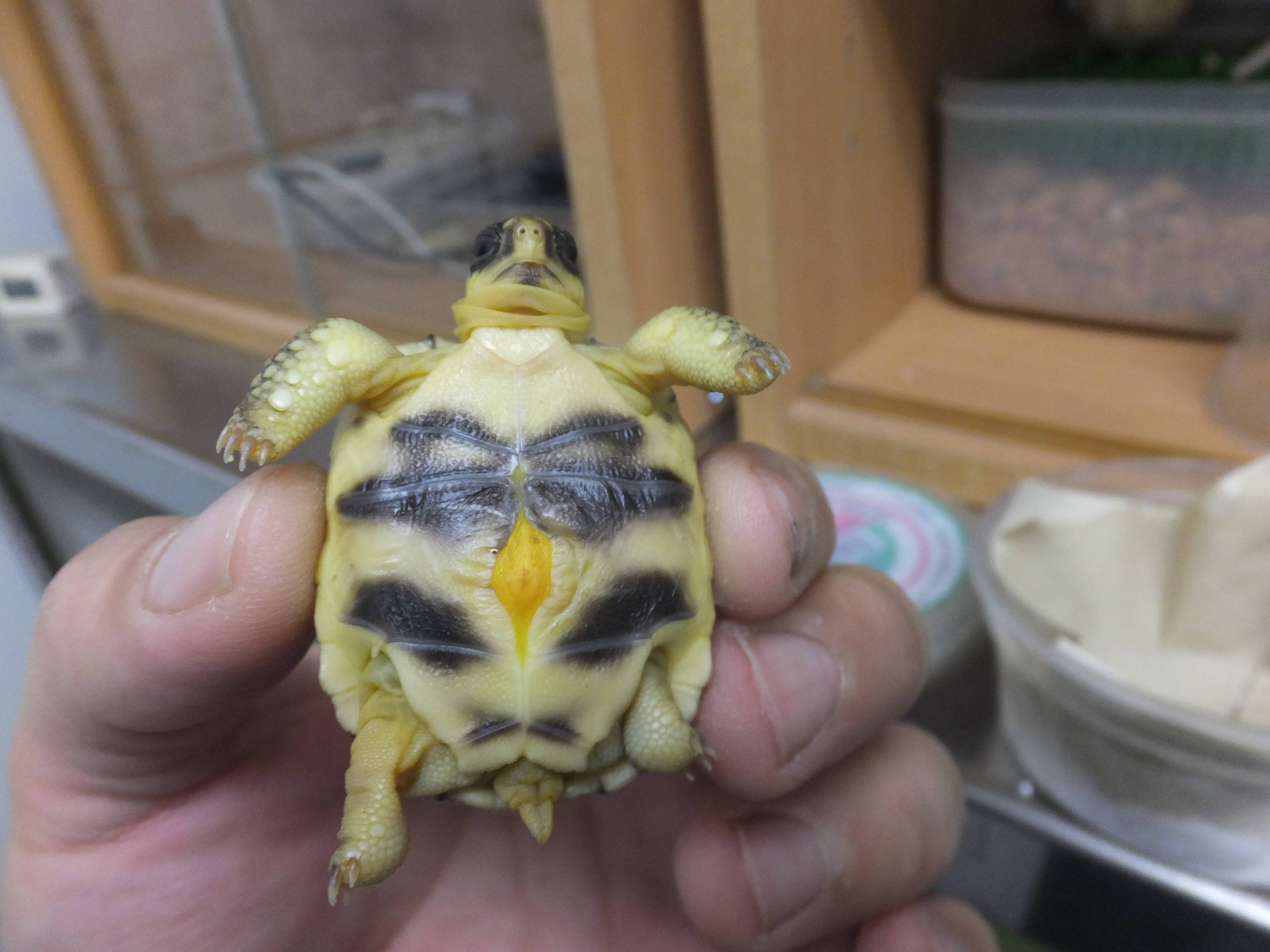 ヘサキリクガメが孵りました レプ担当のれぷブログ 野毛山動物園公式サイト 公益財団法人 横浜市緑の協会 ヘサキリクガメが孵りました レプ担当のれぷブログ 野毛山動物園公式サイト 公益財団法人 横浜市緑の協会