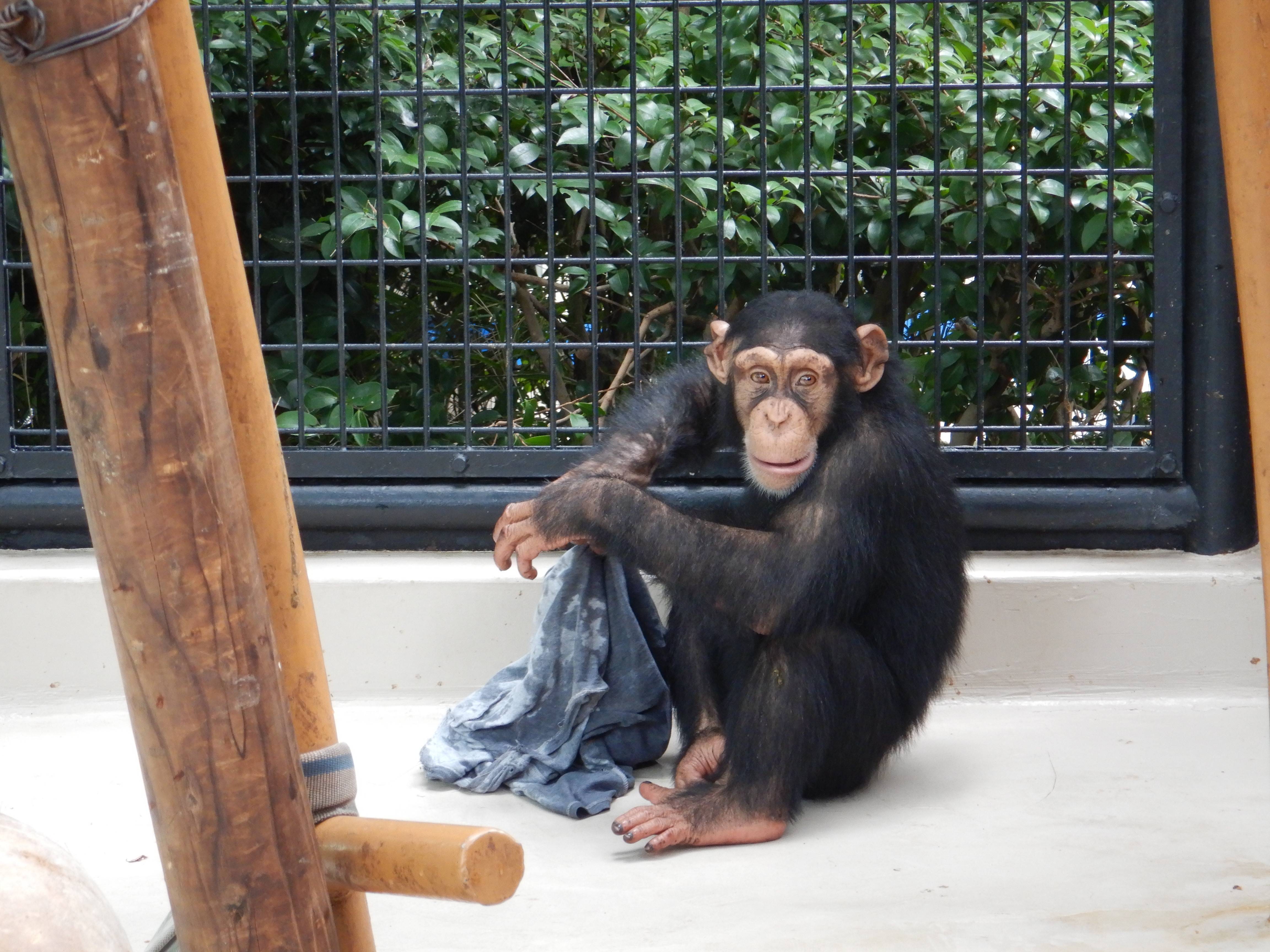 チンパンジー0904⑩.jpg