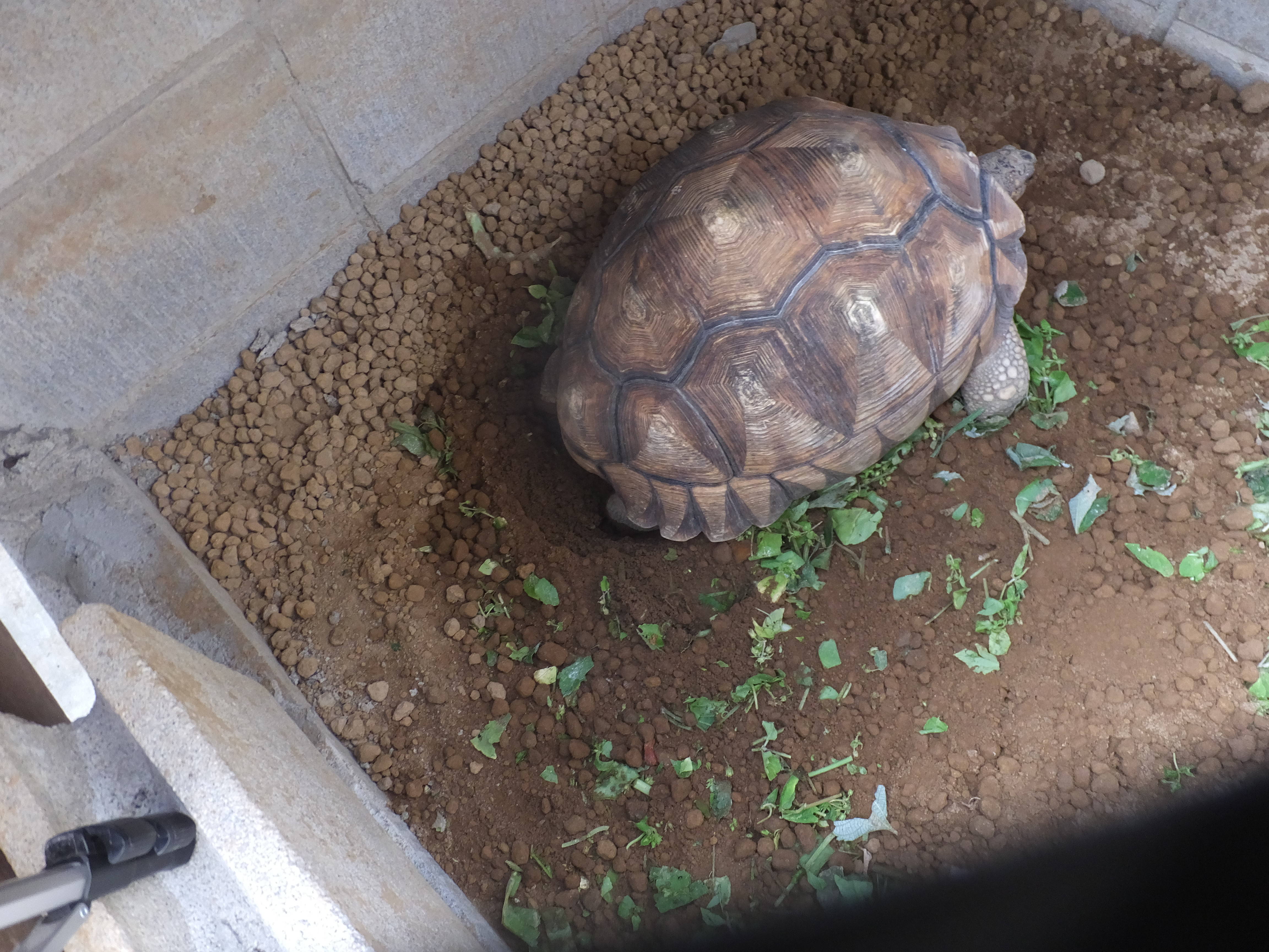ヘサキリクガメが産卵しました レプ担当のれぷブログ 野毛山動物園公式サイト 公益財団法人 横浜市緑の協会 ヘサキリクガメが産卵しました レプ担当のれぷブログ 野毛山動物園公式サイト 公益財団法人 横浜市緑の協会