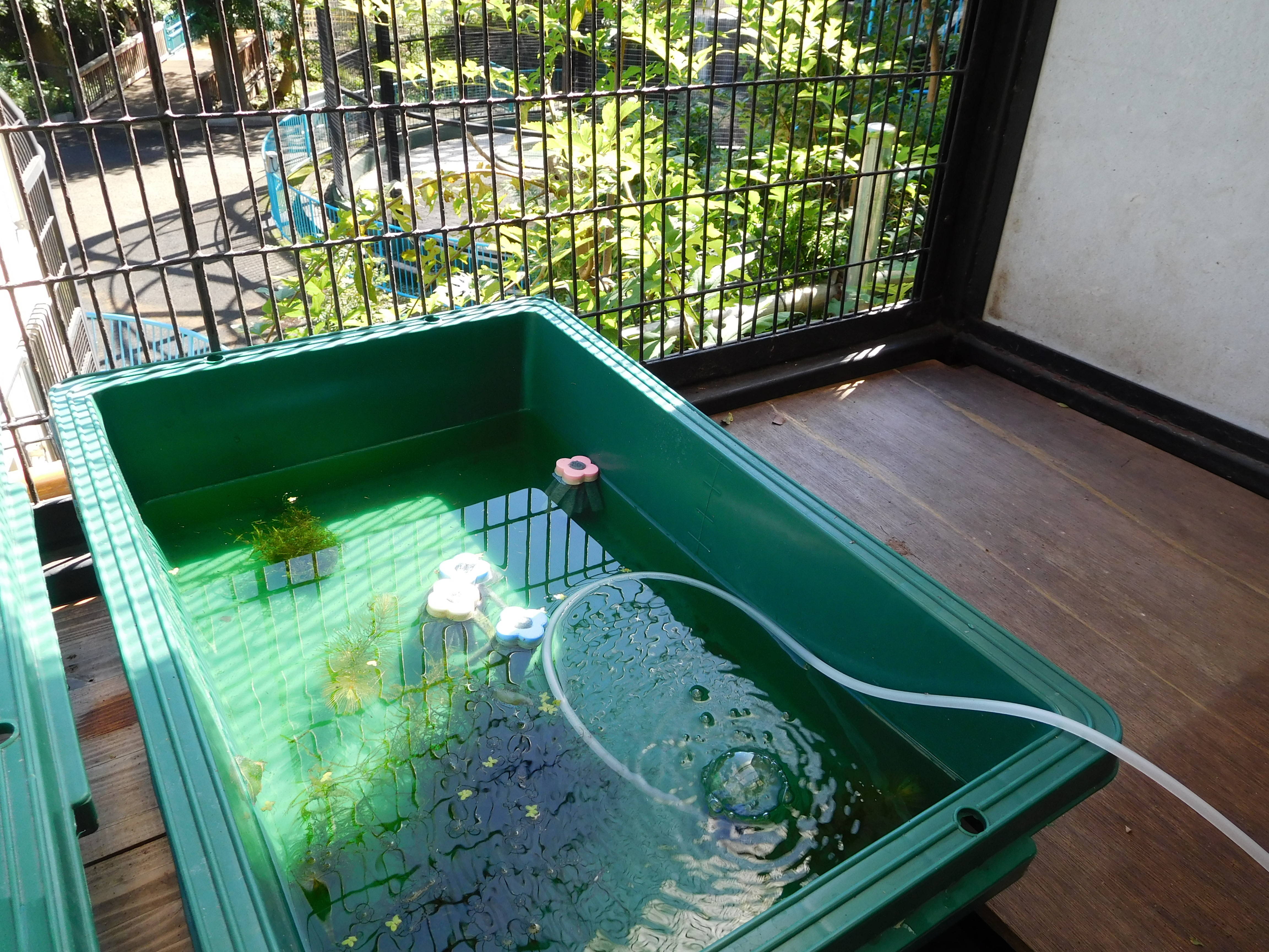 メダカ 屋外 飼育 置き場 所