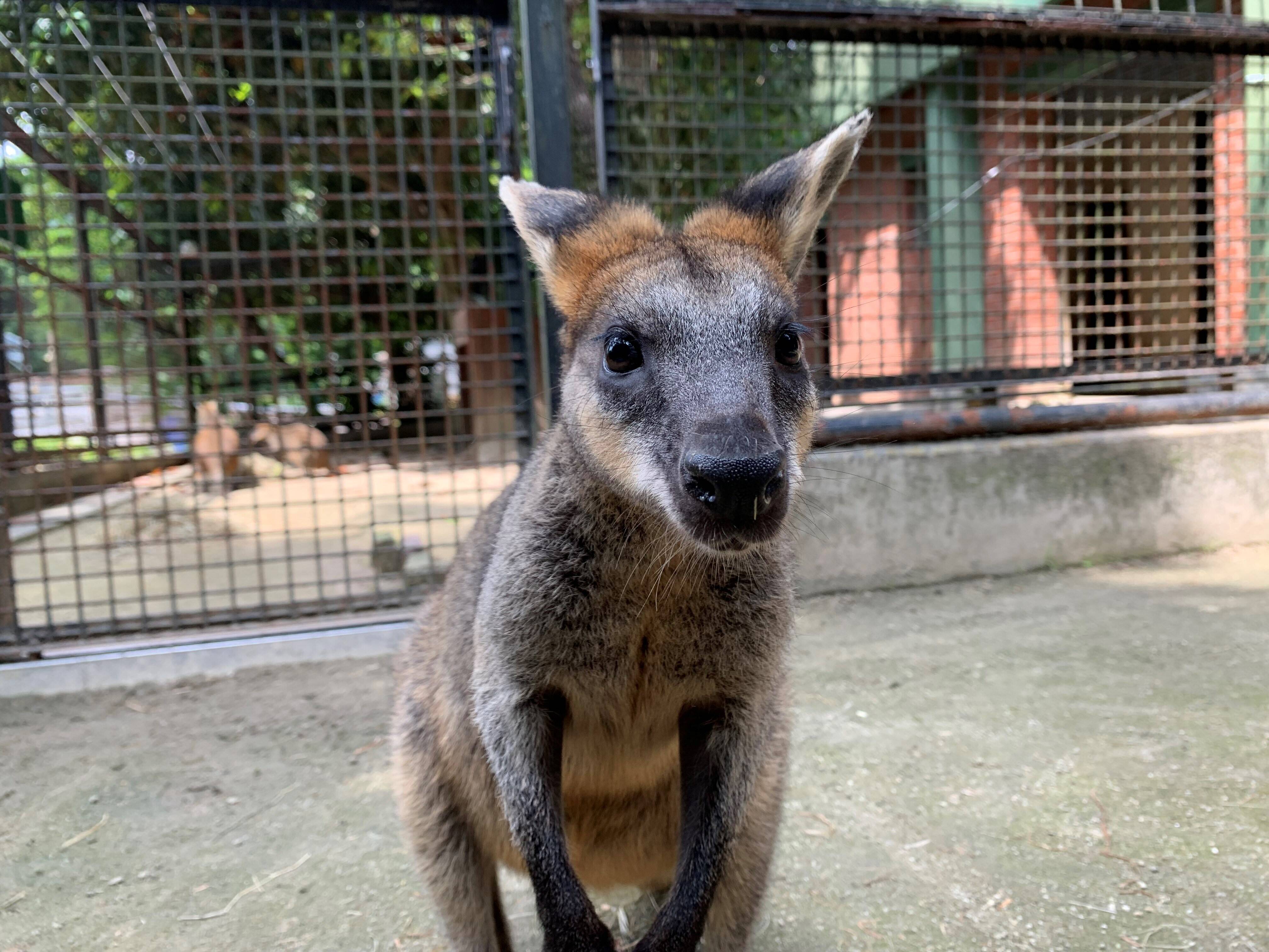 オグロワラビーの近況報告 動物トピックス 野毛山動物園公式サイト 公益財団法人 横浜市緑の協会