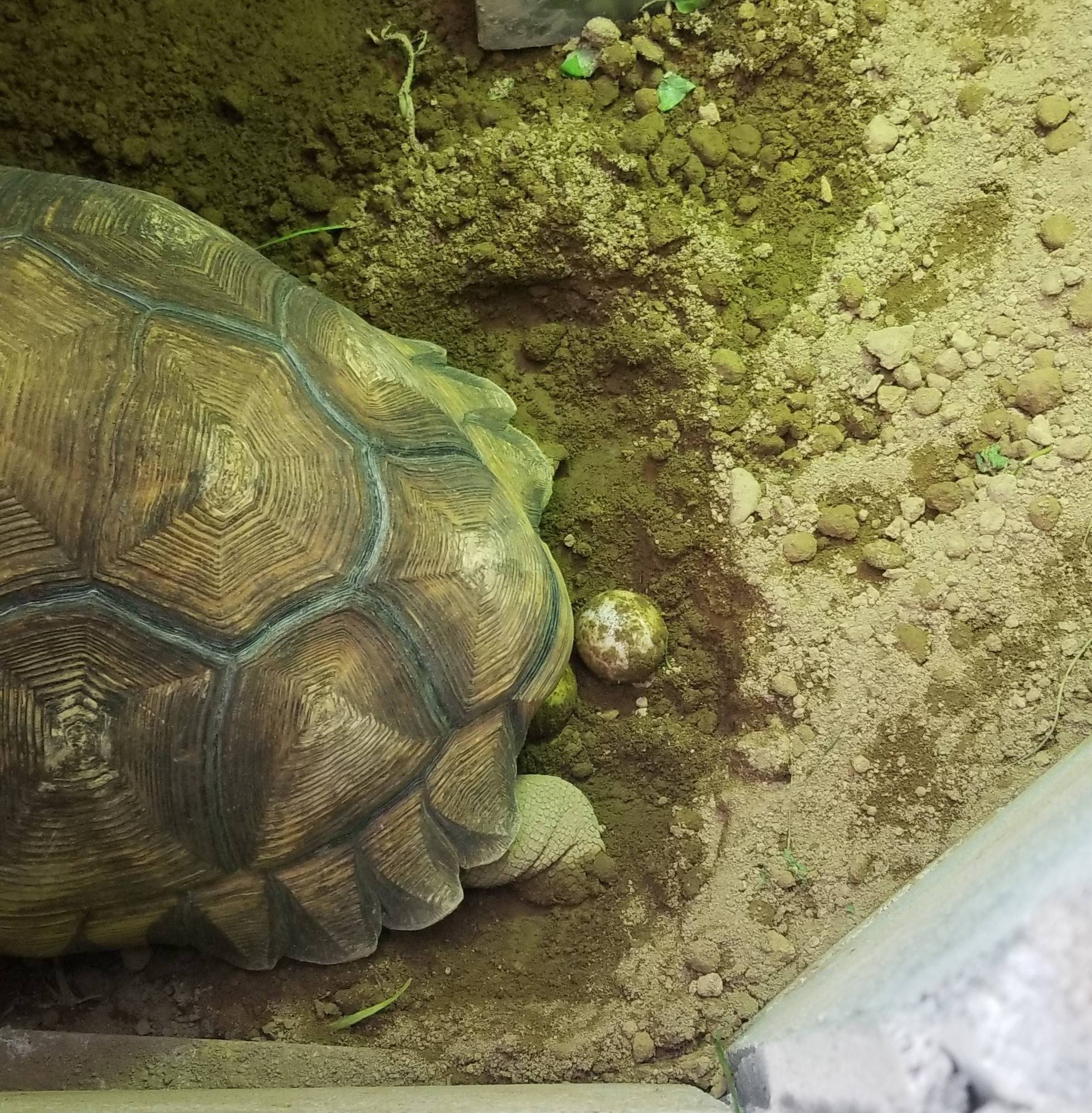ヘサキリクガメがみたび産卵しました レプ担当のれぷブログ 野毛山動物園公式サイト 公益財団法人 横浜市緑の協会 ヘサキリクガメがみたび産卵しました レプ担当のれぷブログ 野毛山動物園公式サイト 公益財団法人 横浜市緑の協会
