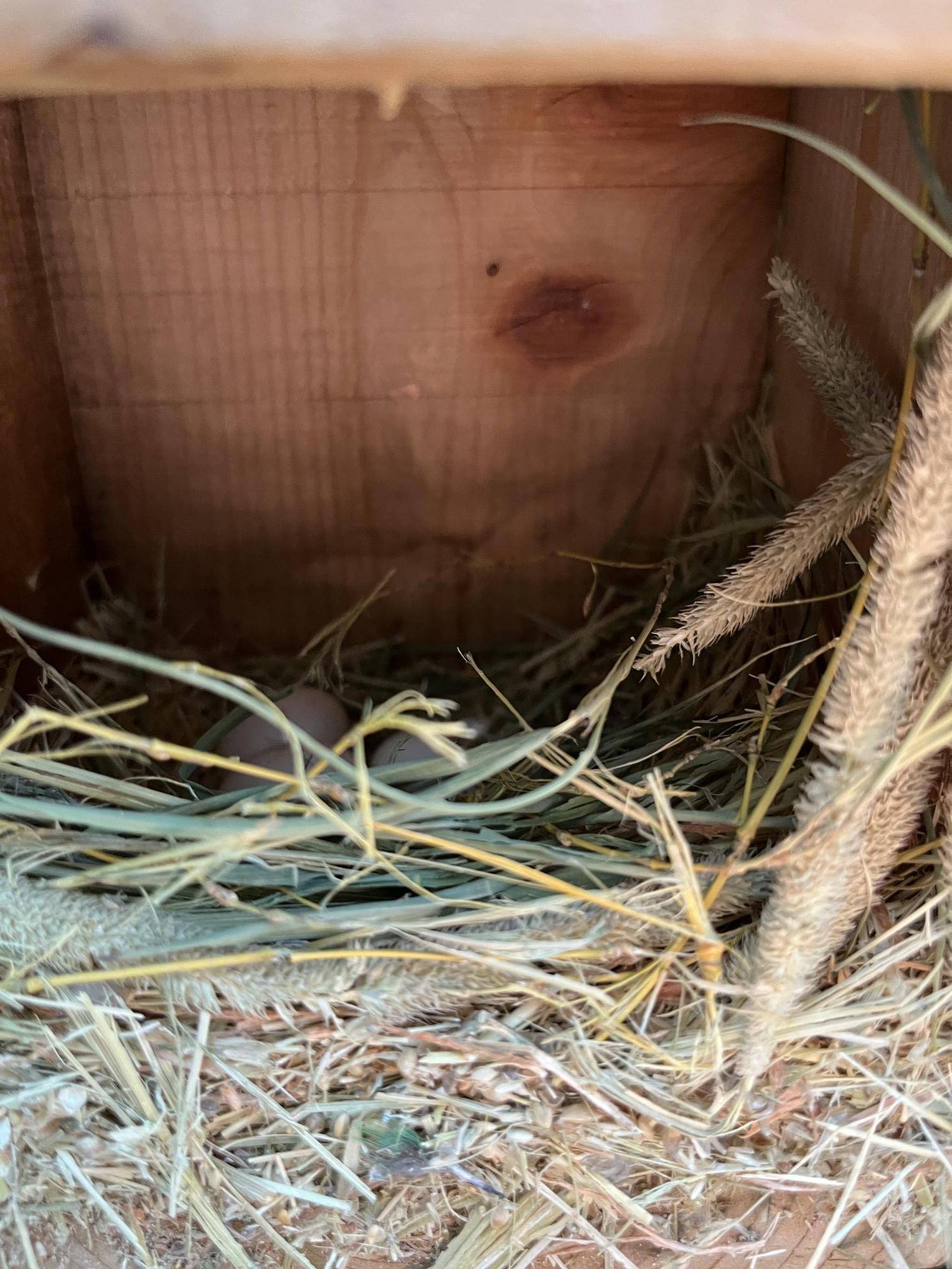 笹の葉入りの巣.jpeg