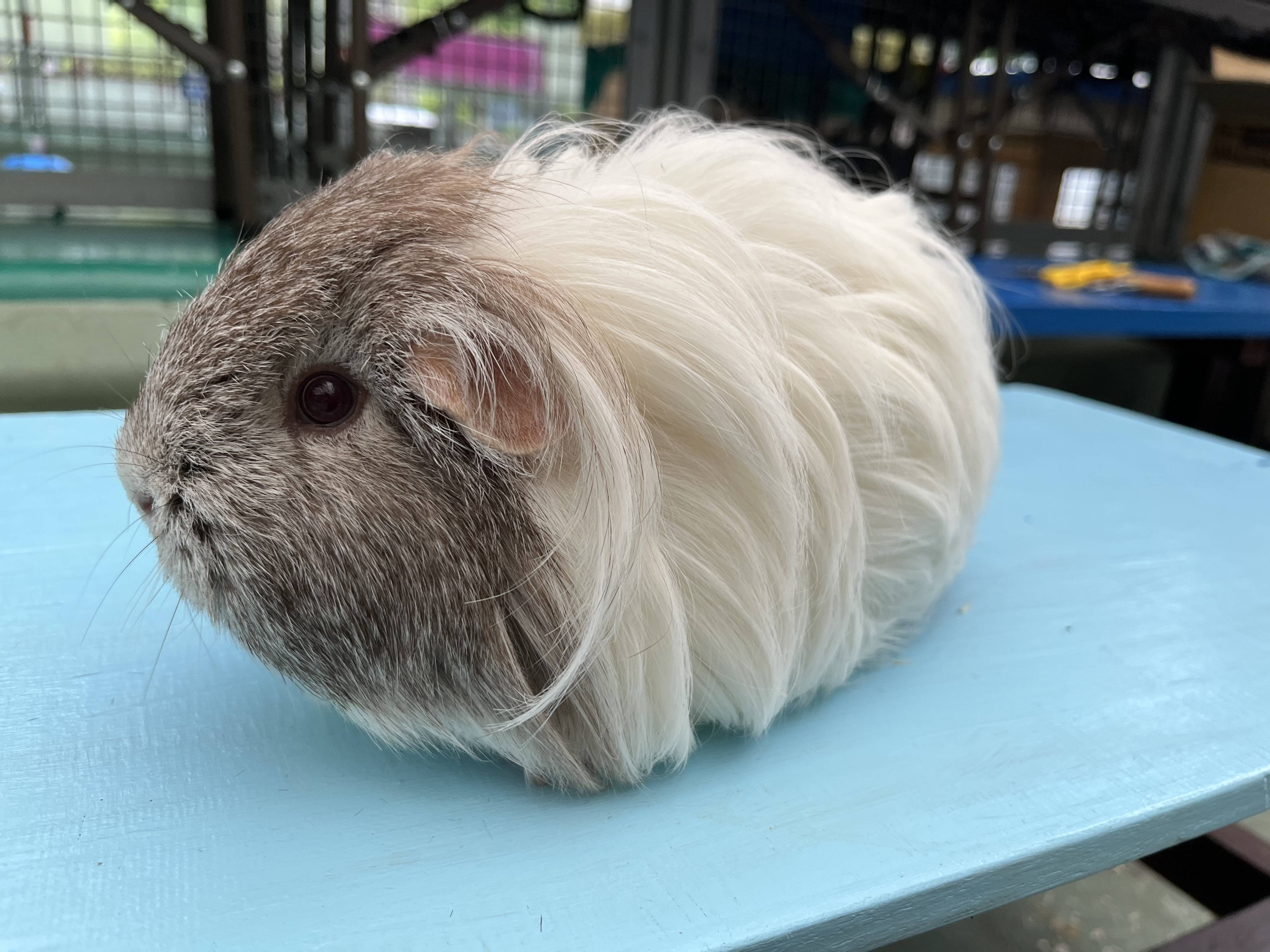 長毛のモルモット.jpg