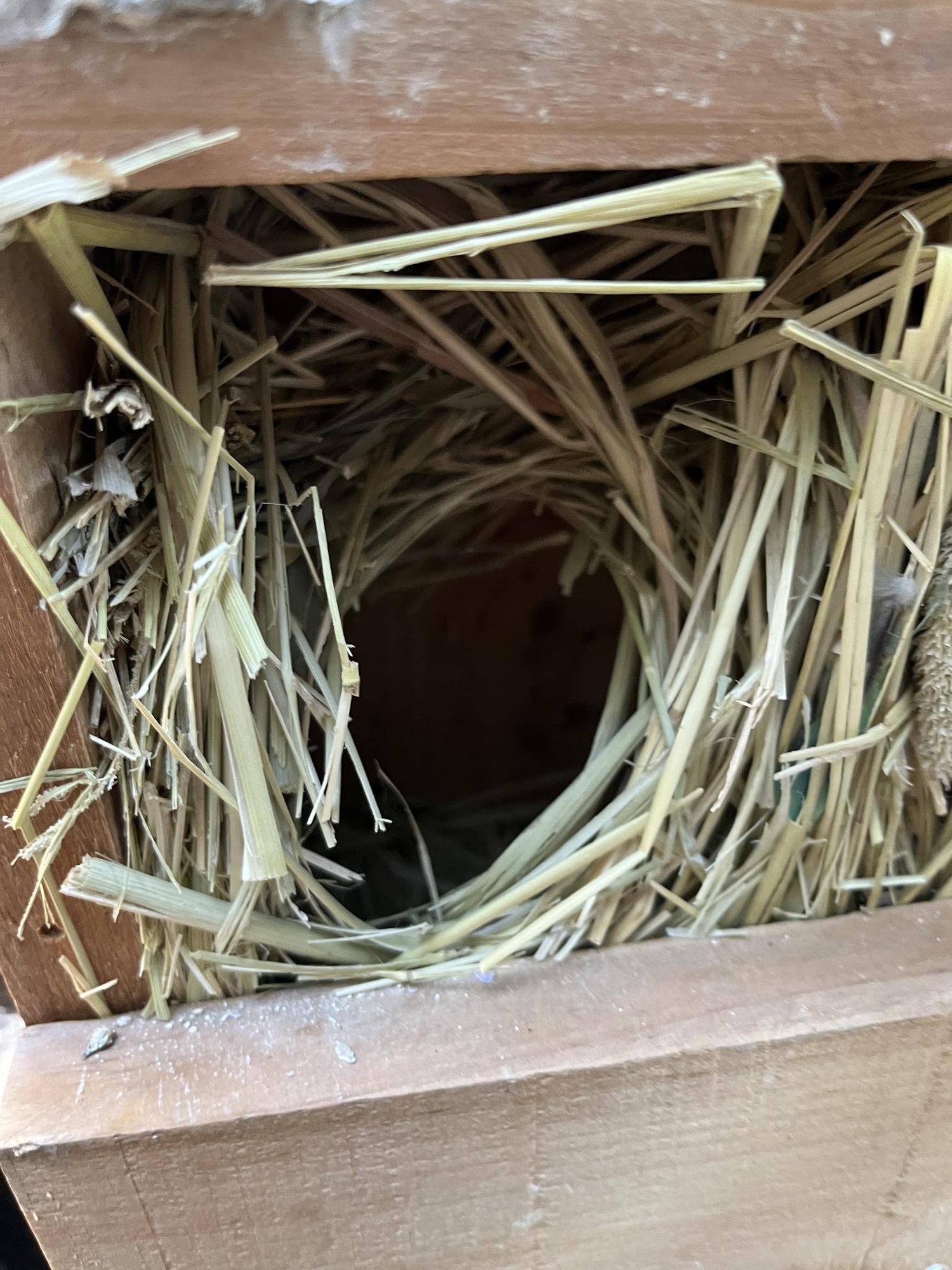 入口までチモシーいっぱいの巣.jpeg