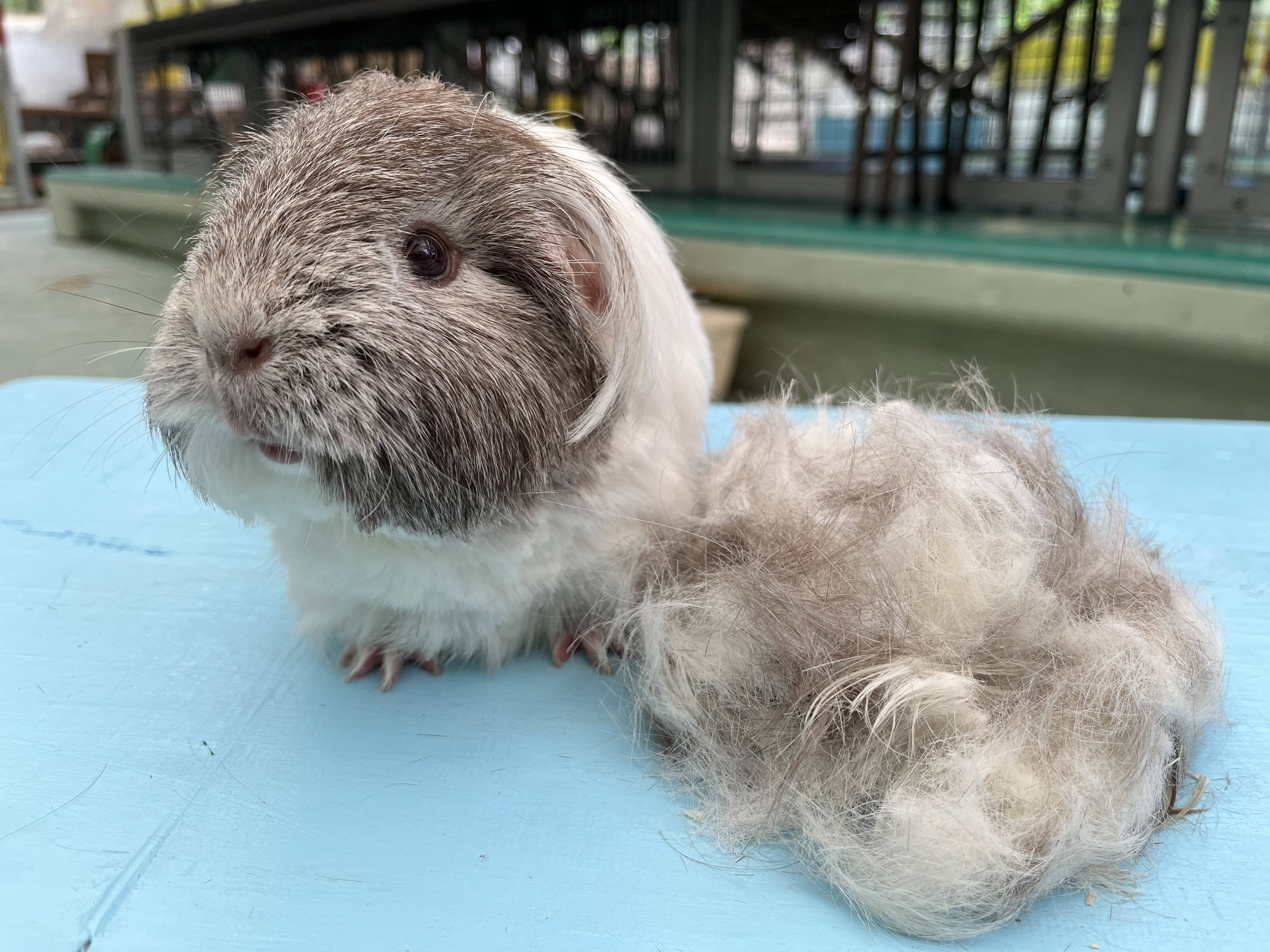 モルモットと切った毛.jpg