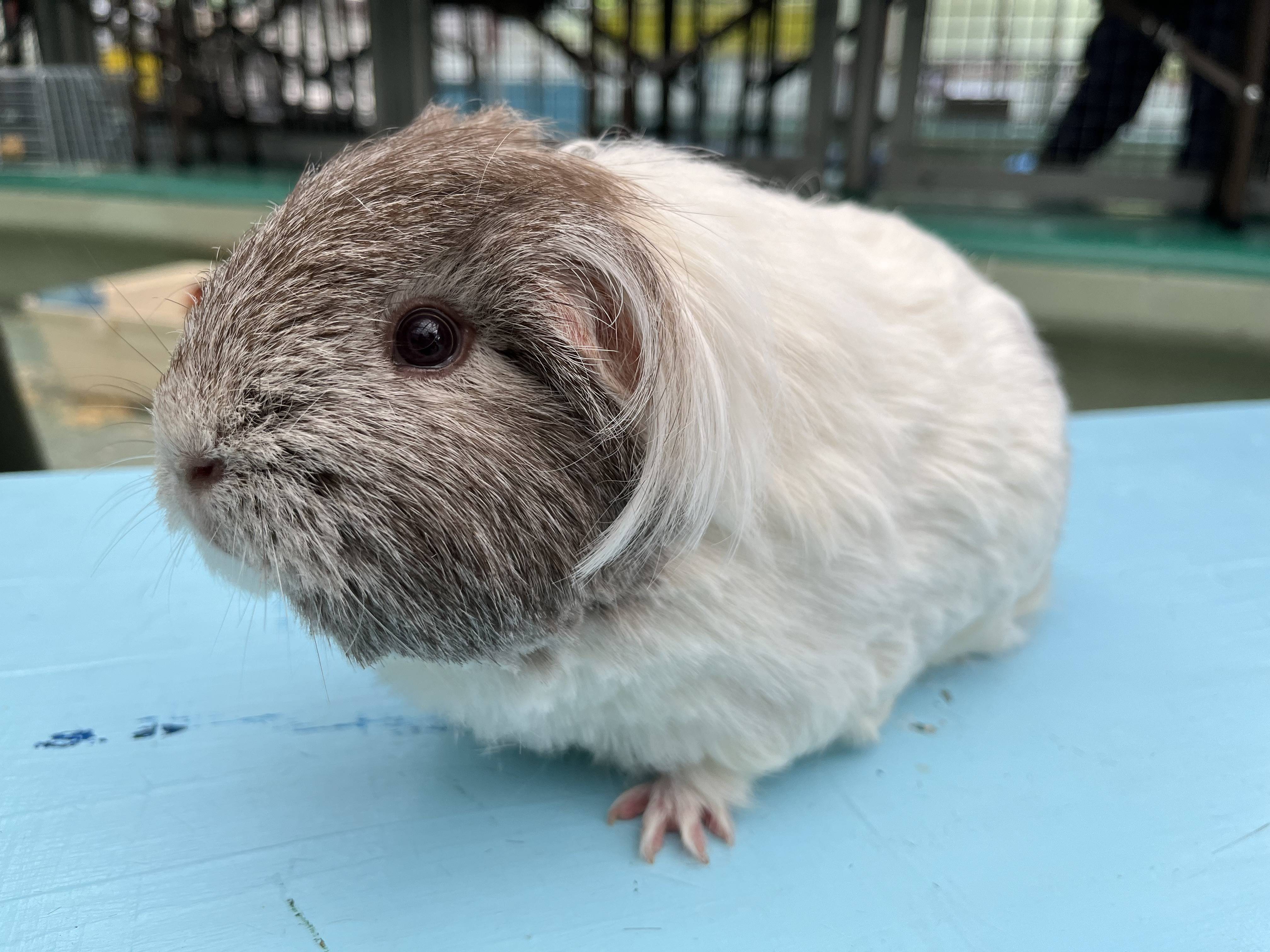 毛を切ったモルモット2.jpg
