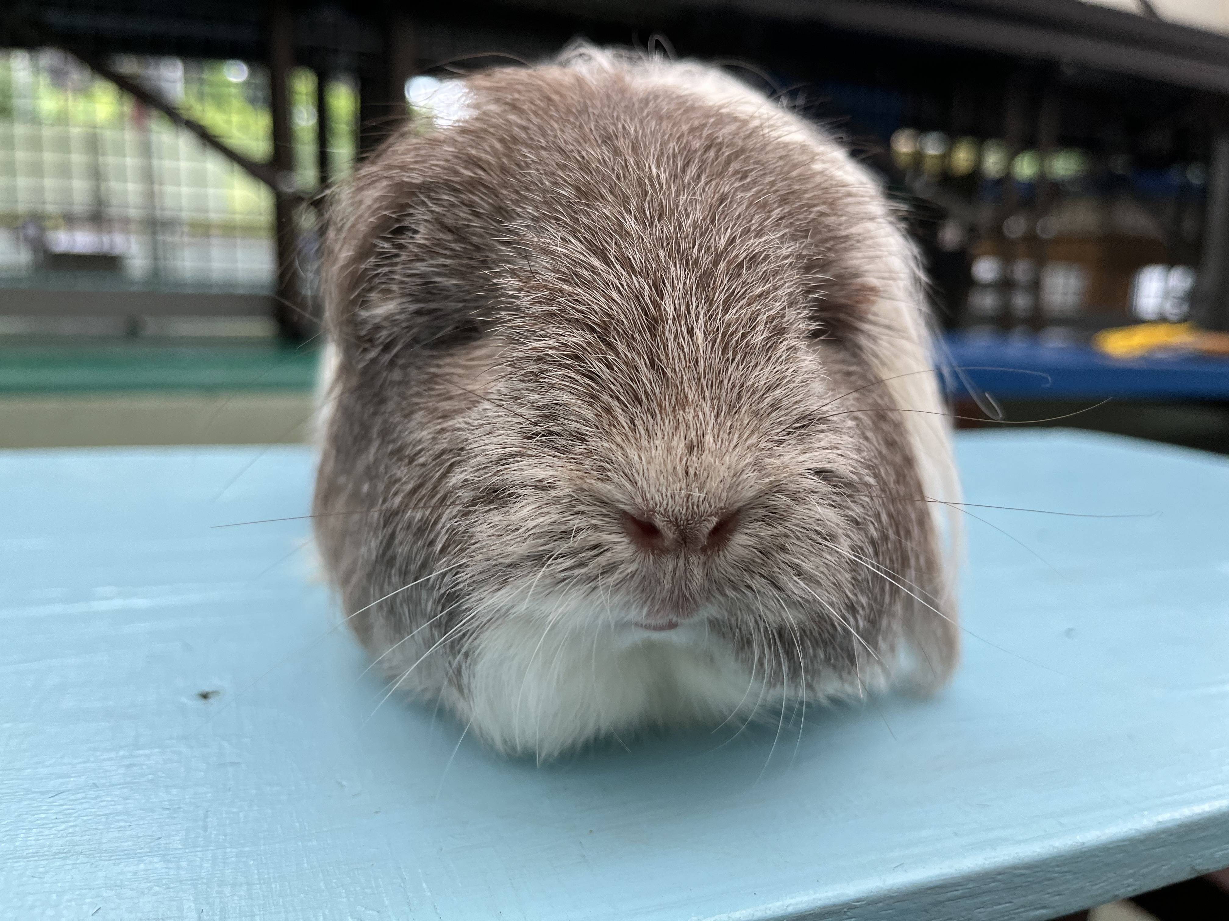 長毛のモルモット2.jpg
