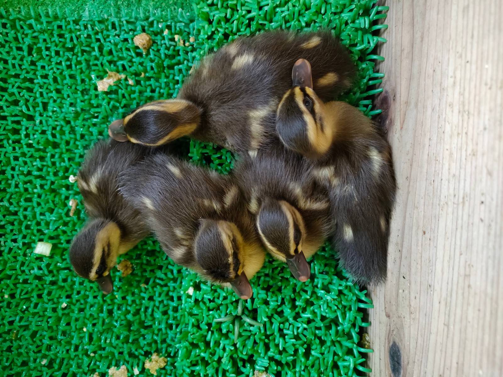 カルガモのヒナ