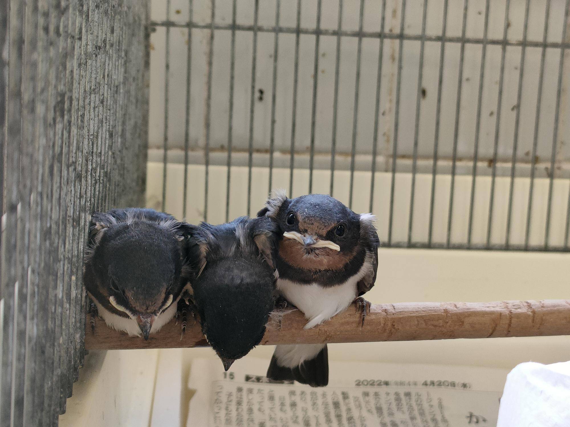 ややヒナのツバメ3羽