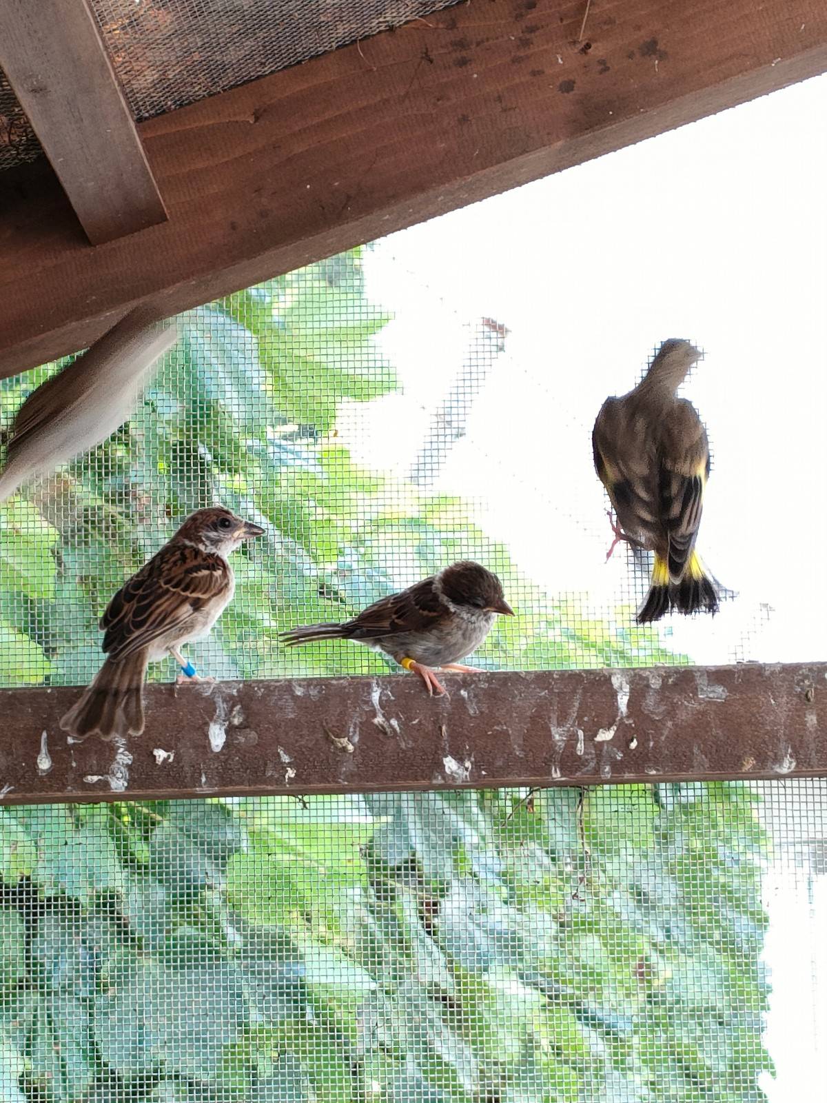 大きくなったスズメ