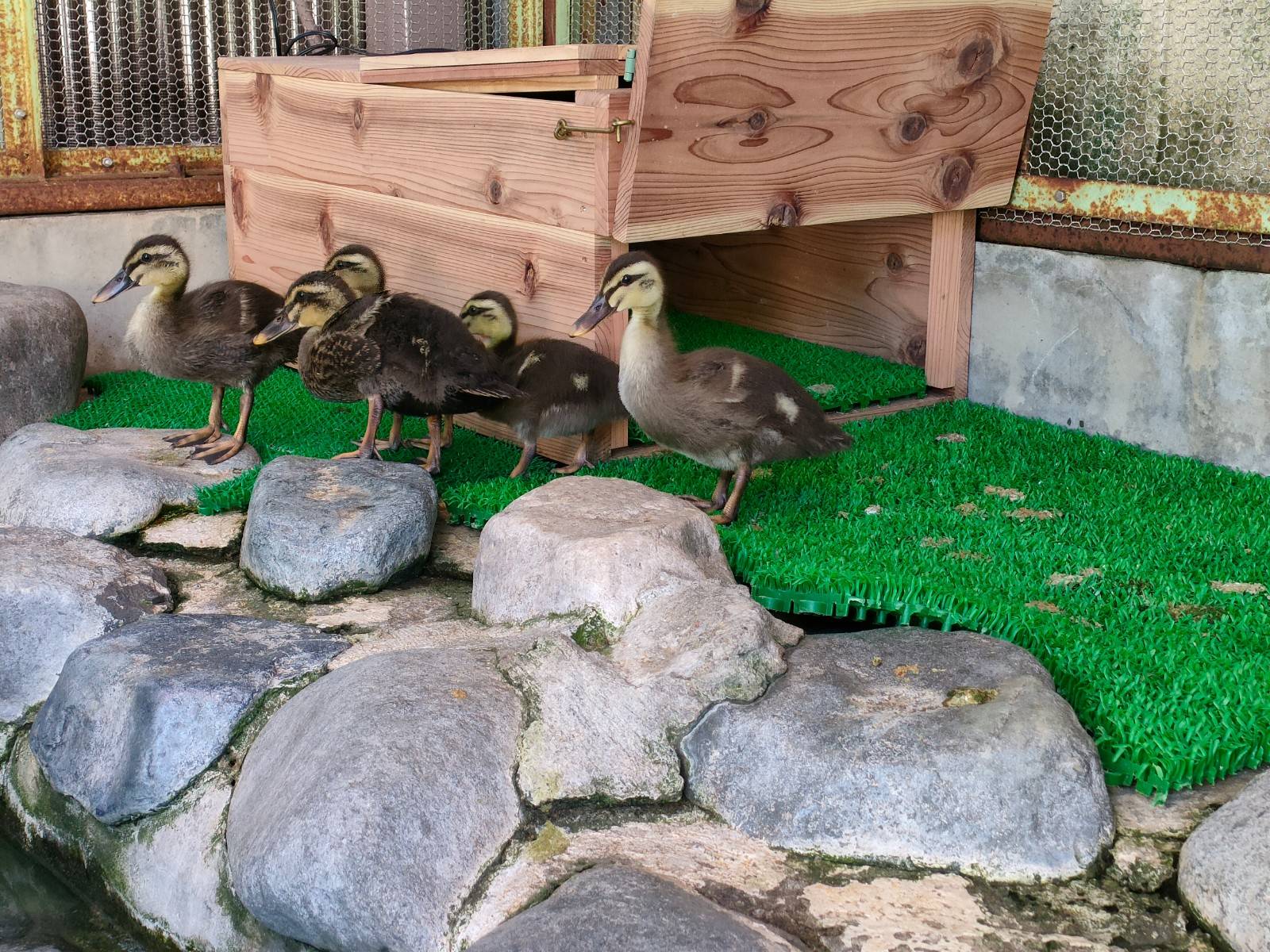 保護から約1か月後