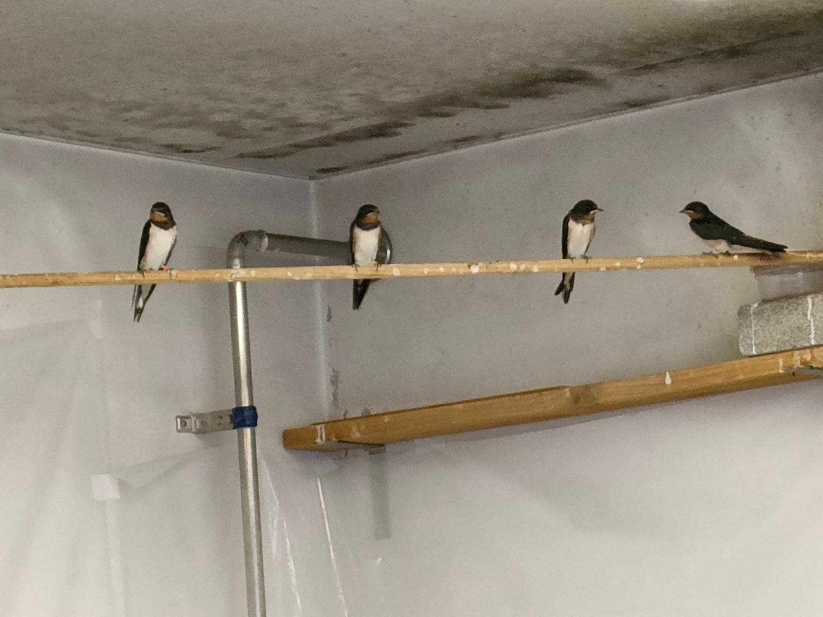 大きくなったツバメ