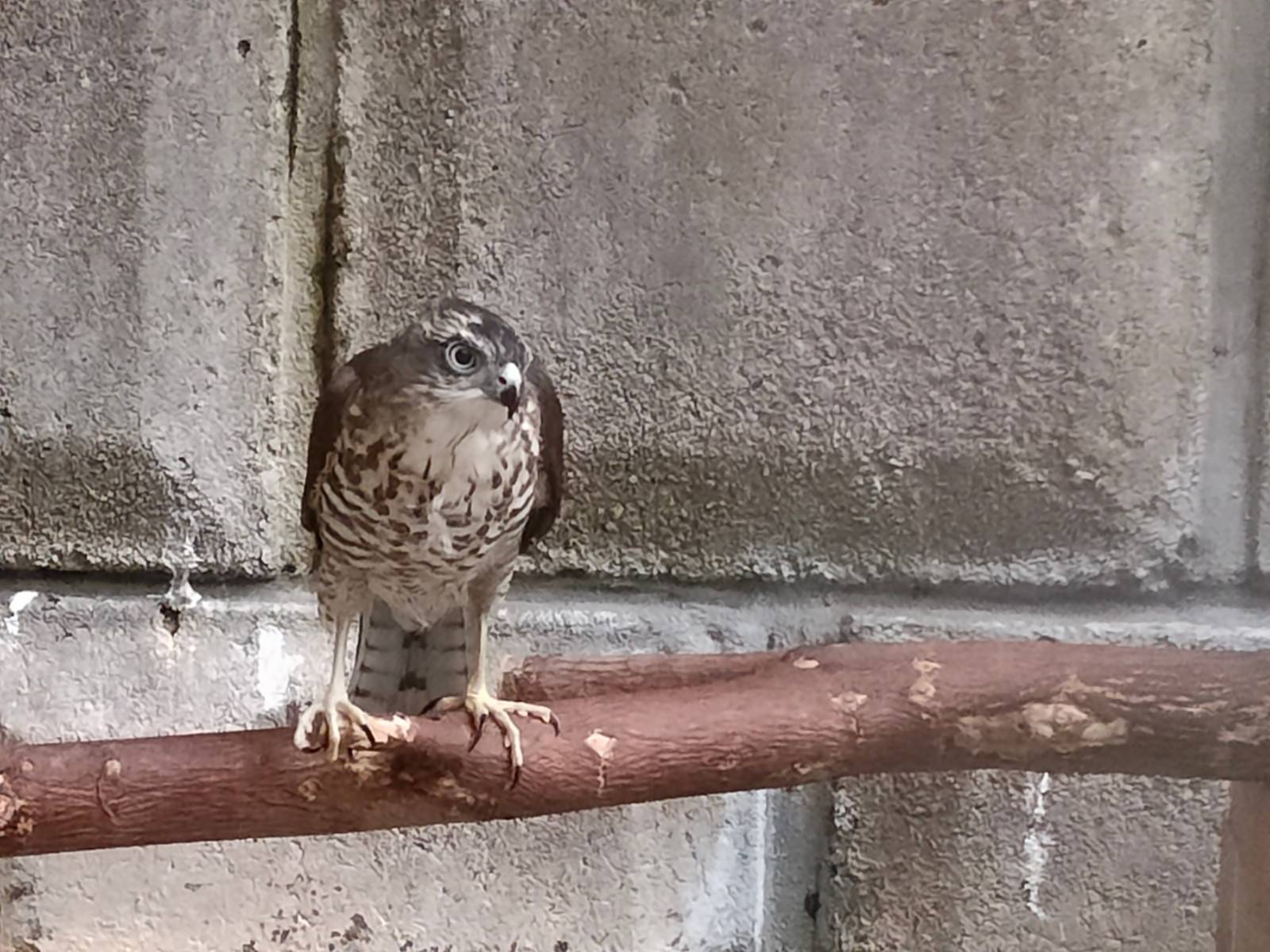 大きくなったツミ