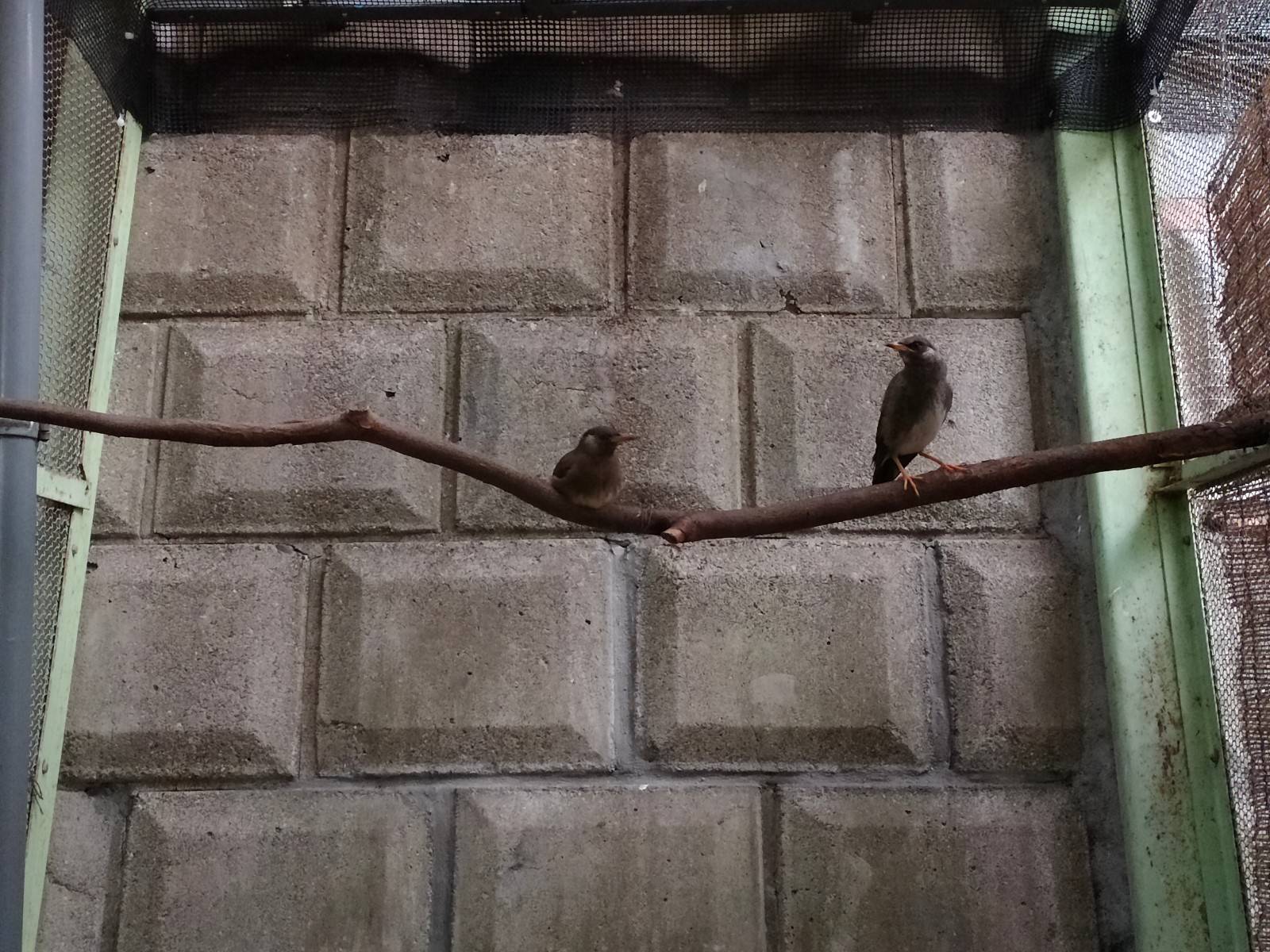 ヒナの成長とその後 動物トピックス 野毛山動物園公式サイト 公益財団法人 横浜市緑の協会
