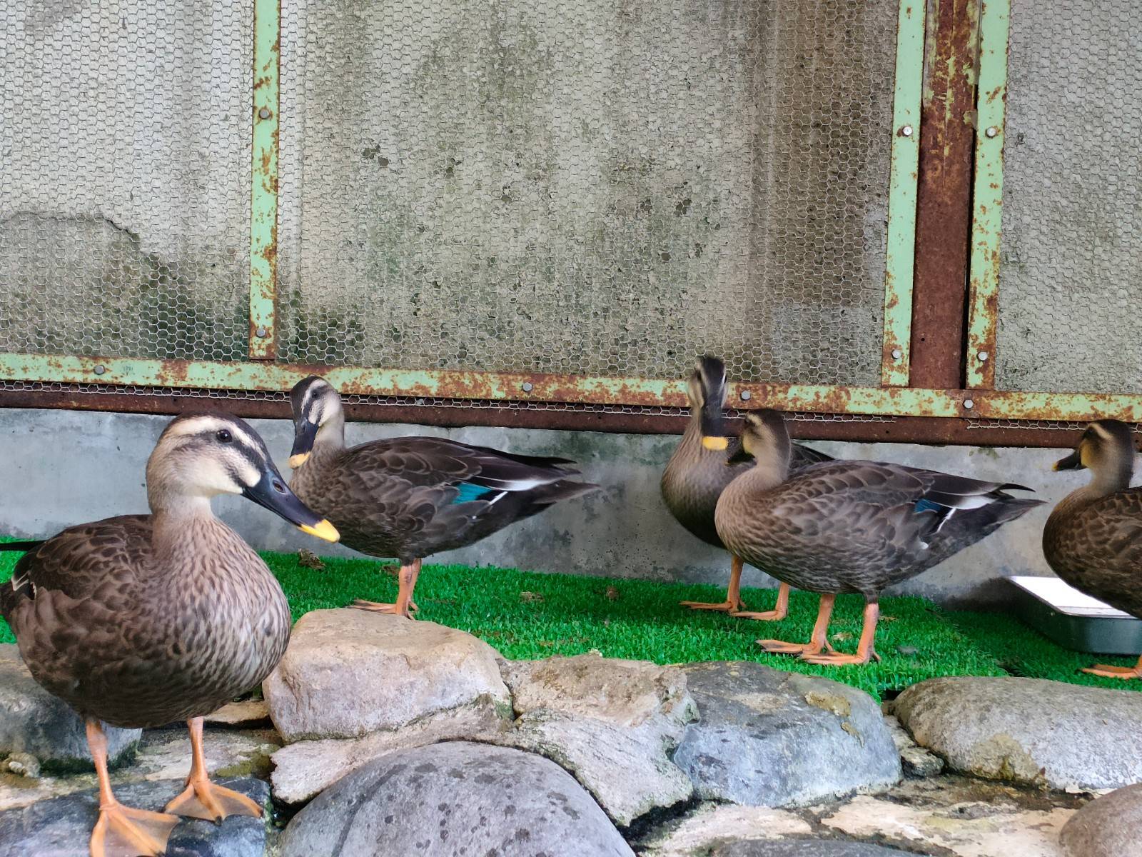 大きくなったカルガモ