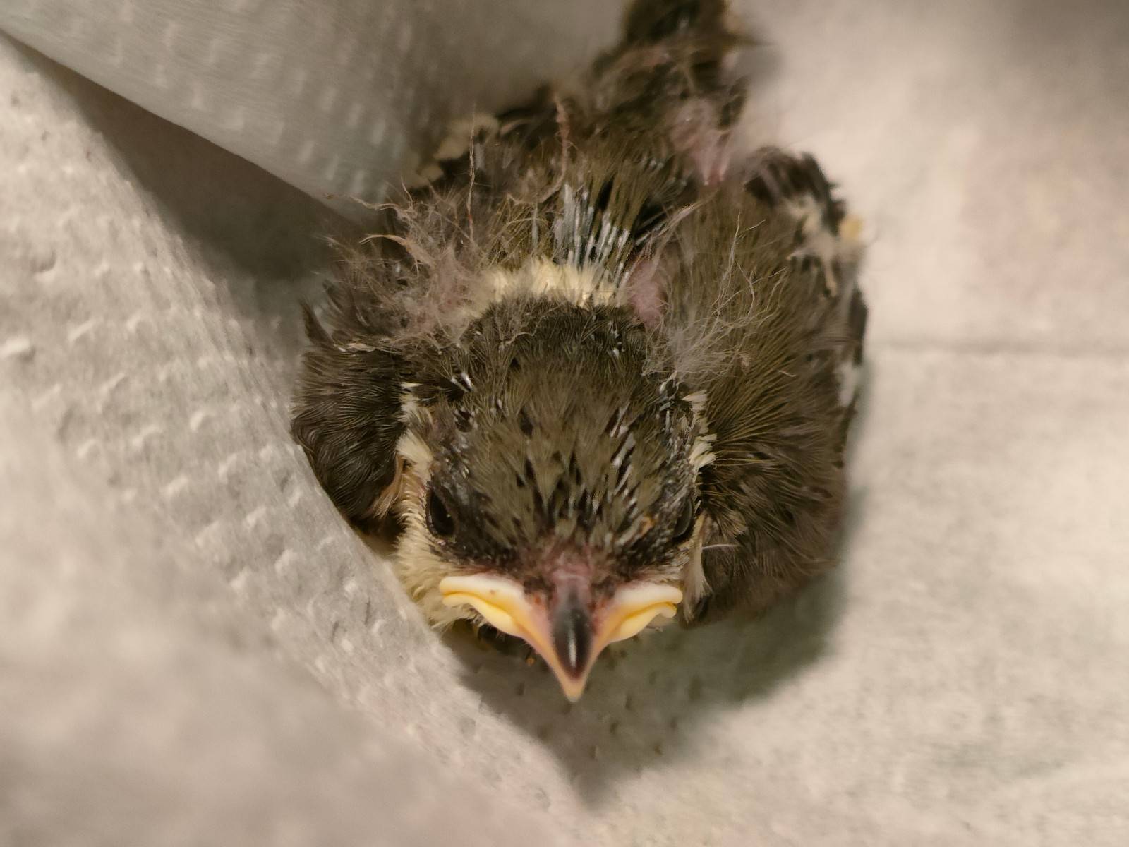 シジュウカラヒナ