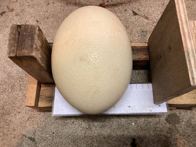 ダチョウの卵 (2).jpg