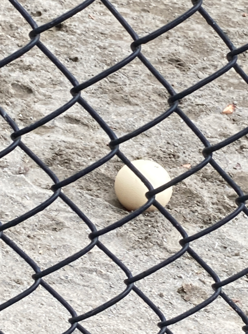 展示場の卵.png