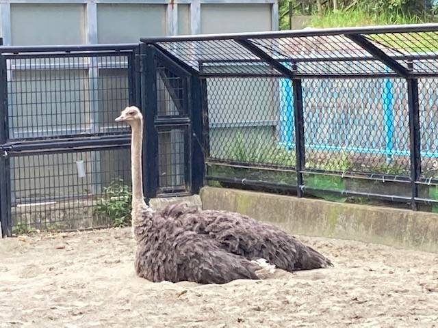 ダチョウのグミ.jpg