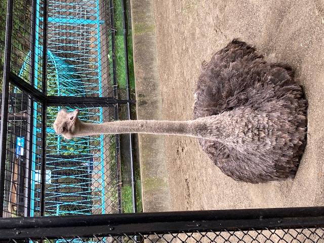 座るグミ (2).jpg