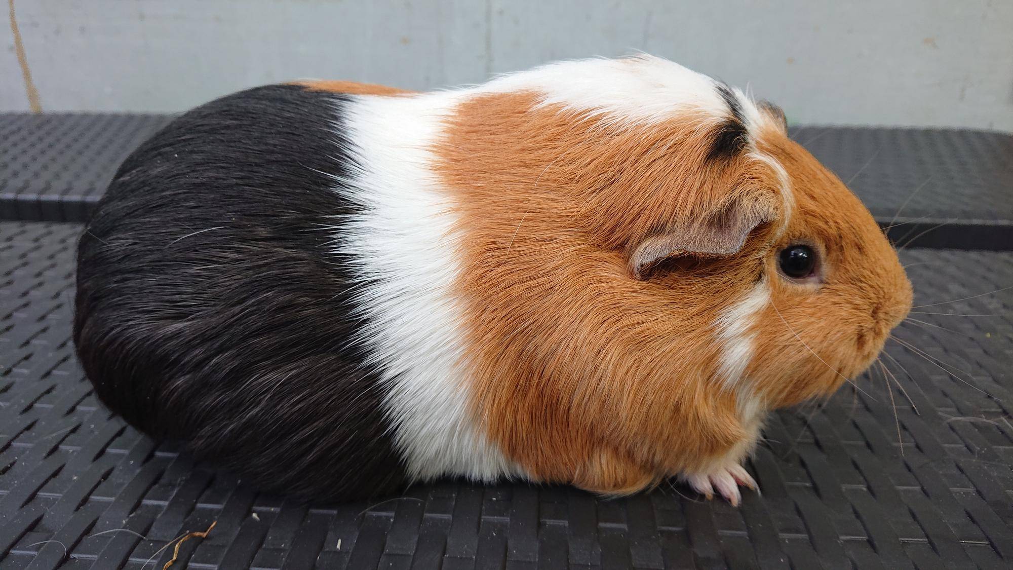 あなたのユニークなペットにぴったりの 120 モルモットの名前