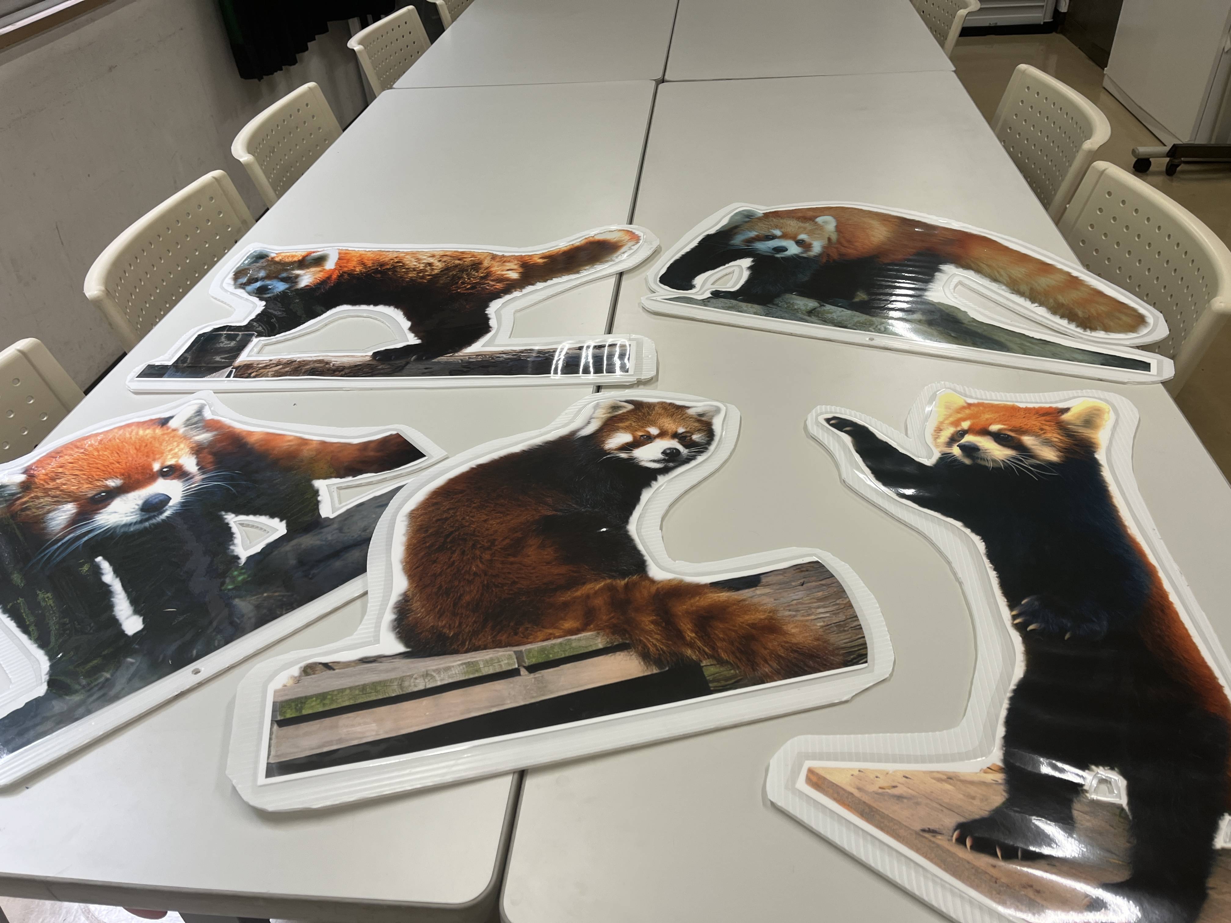 テーブルの上に並べたレッサーパンダたち.jpg