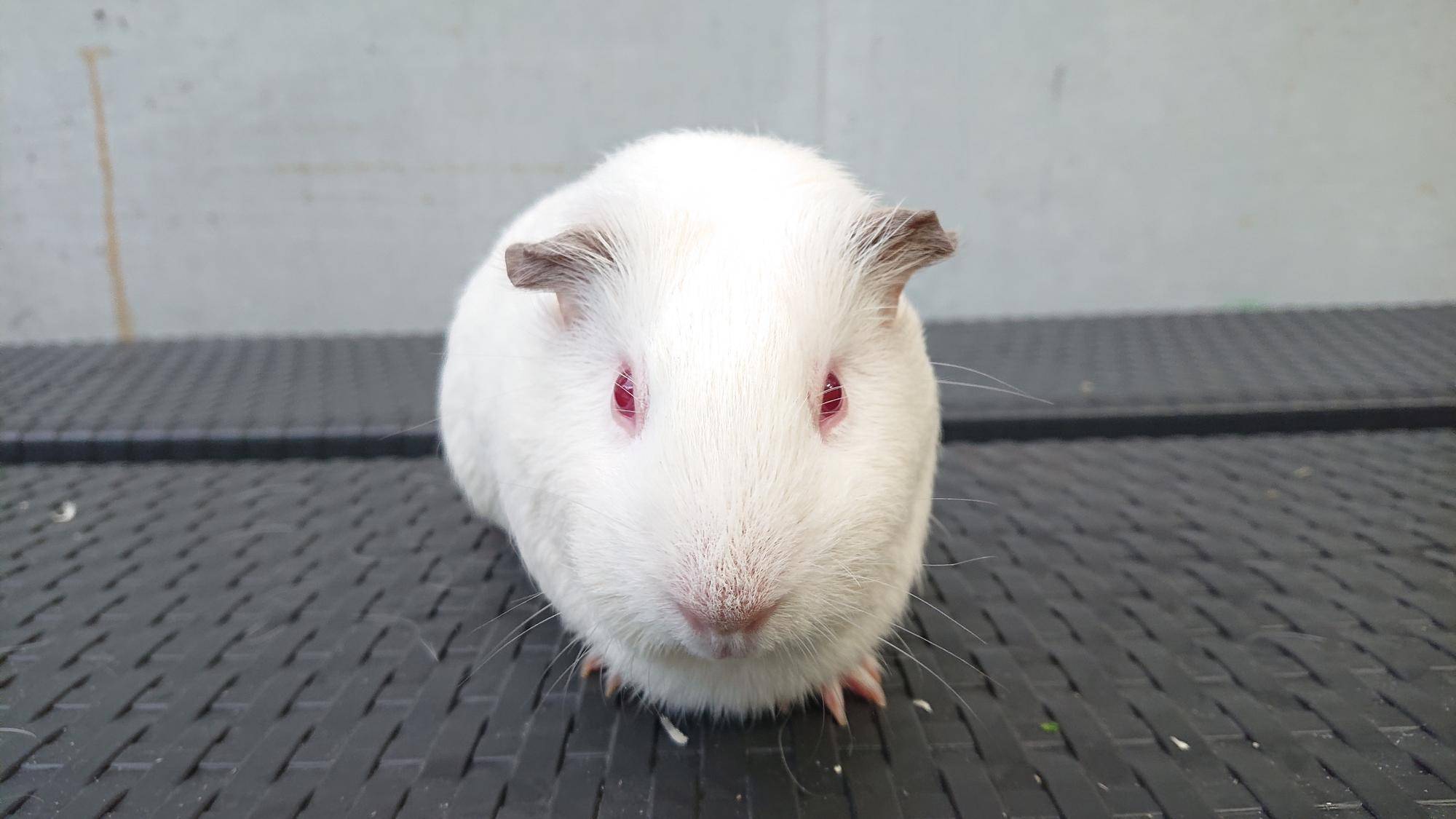 あなたのユニークなペットにぴったりの 120 モルモットの名前