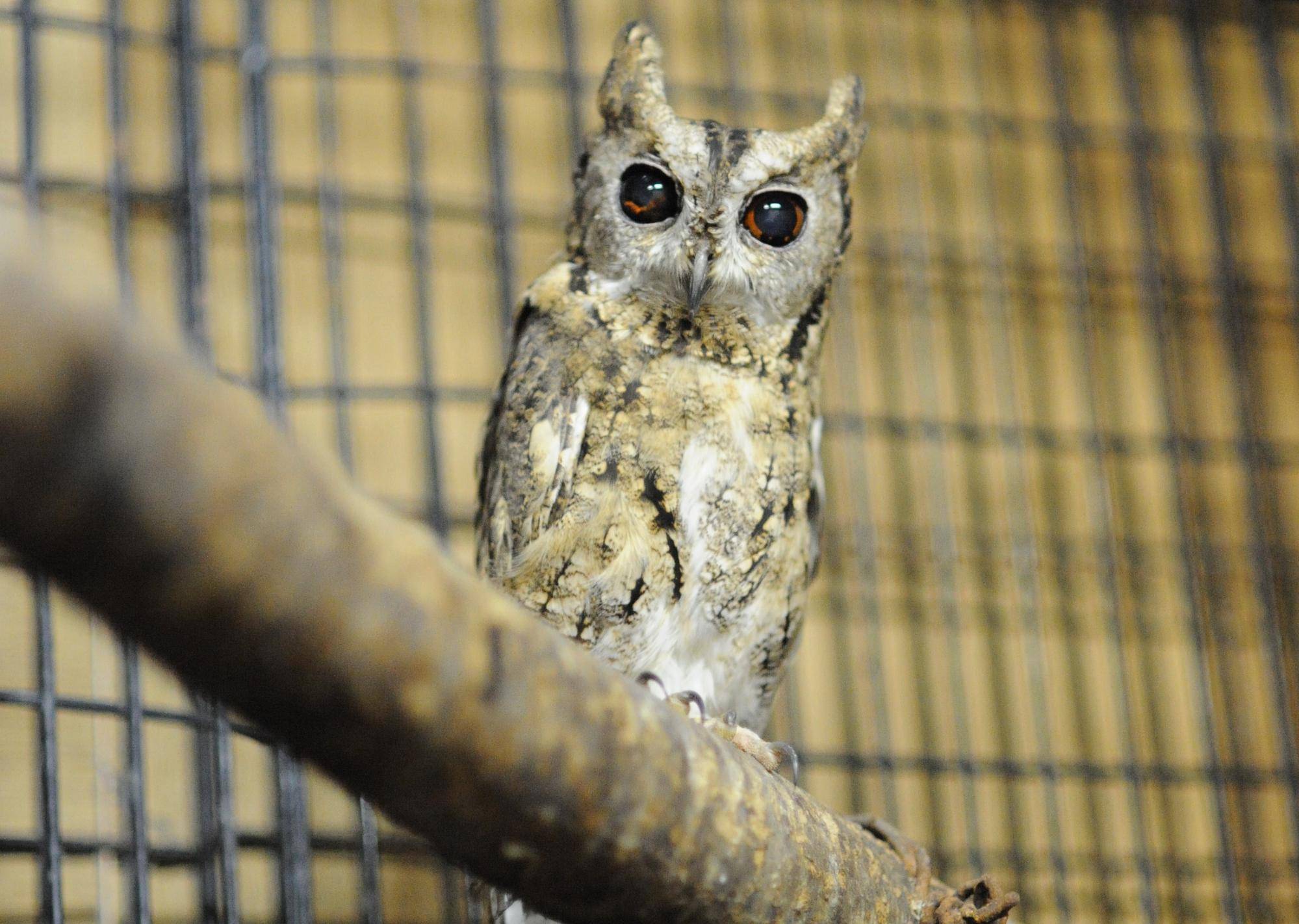 オオコノハズク2 .jpg