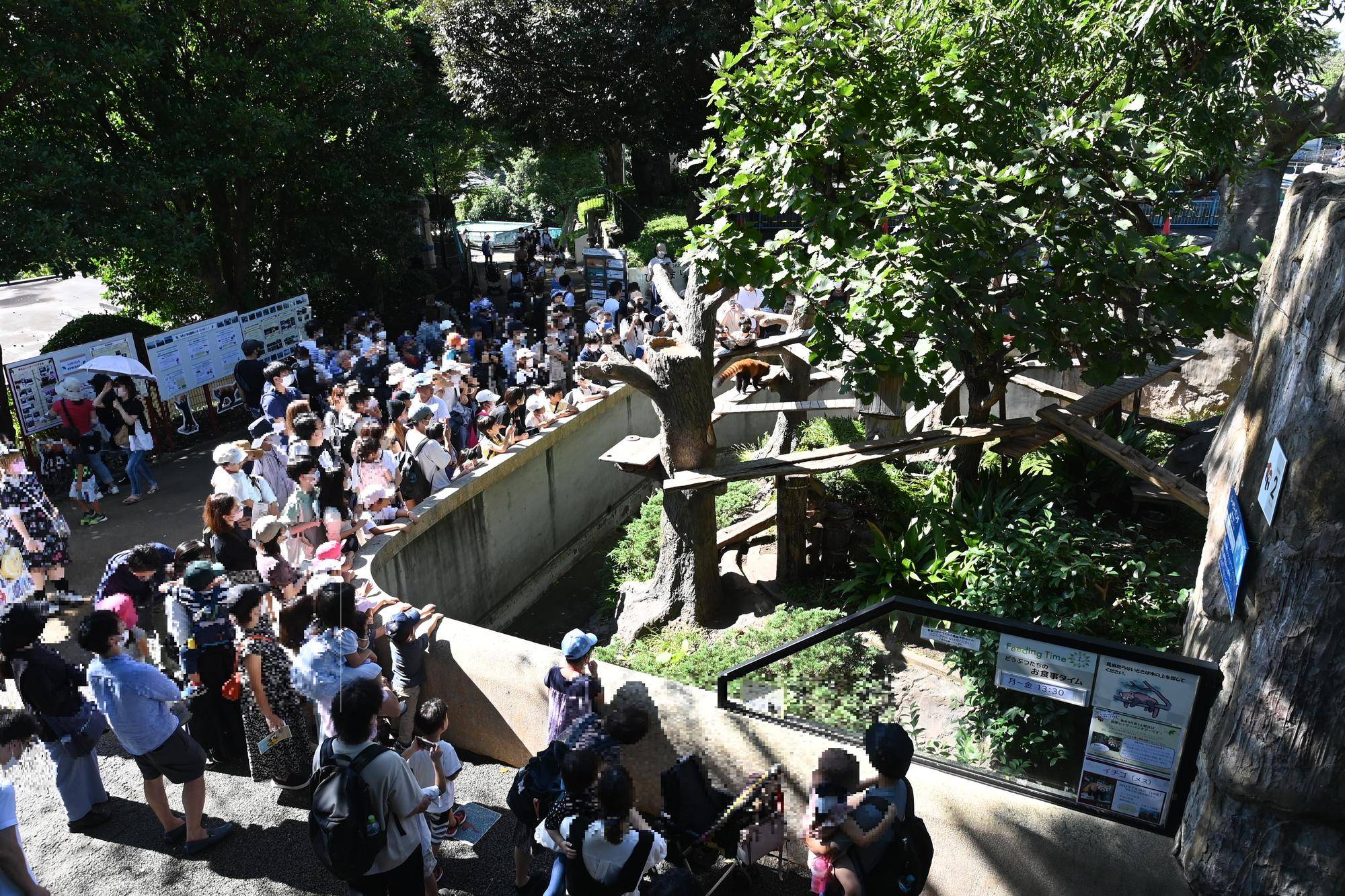大勢の人に囲まれるレッサーパンダ展示場.jpg