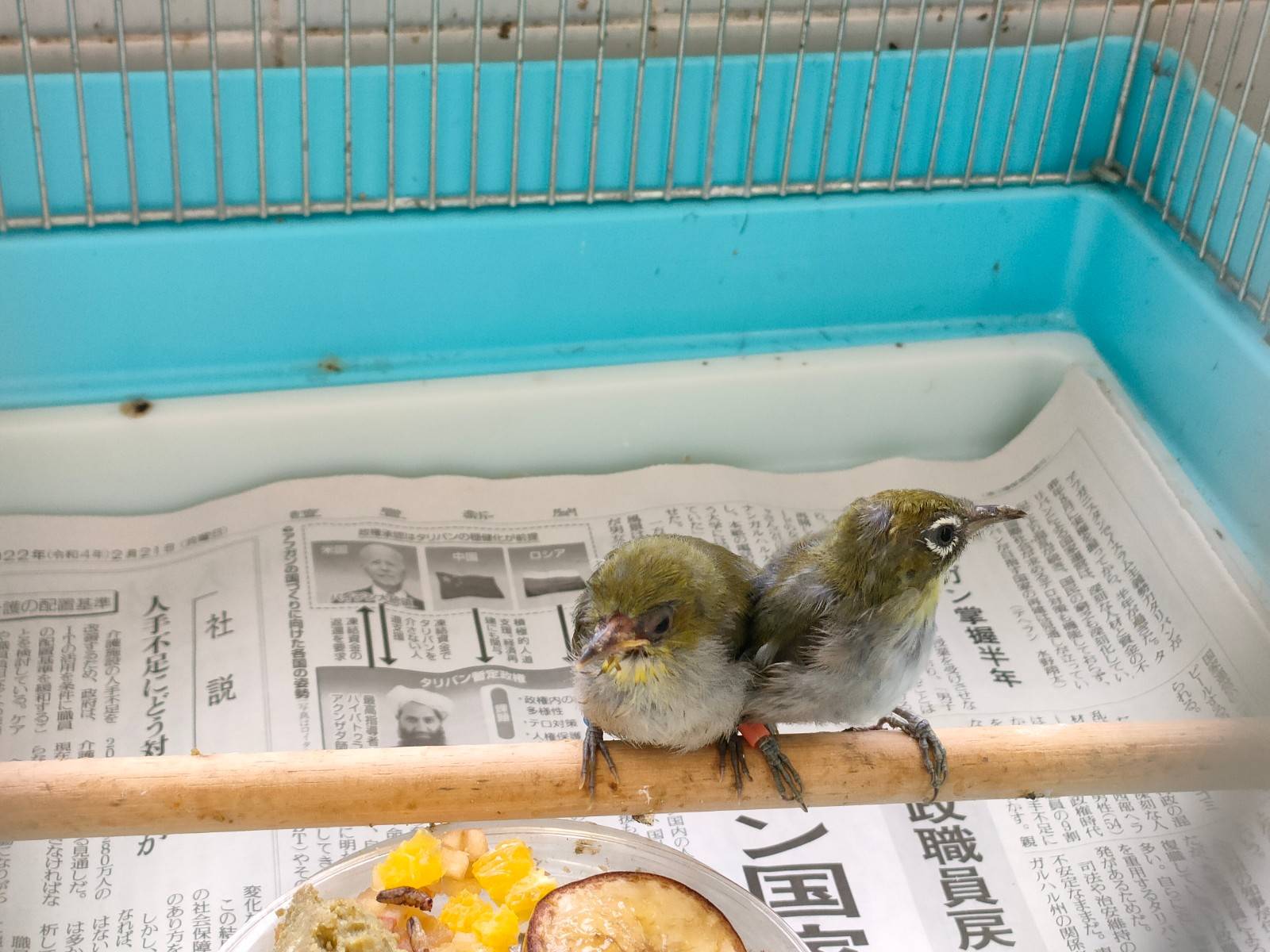 2羽のメジロ.jpg
