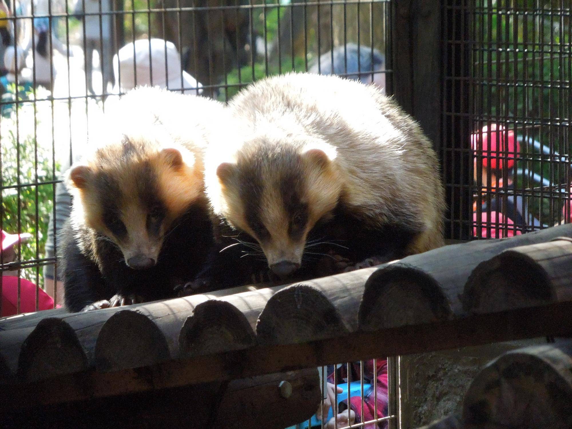 4 .ミカンとデコポン2014.10.28.jpg