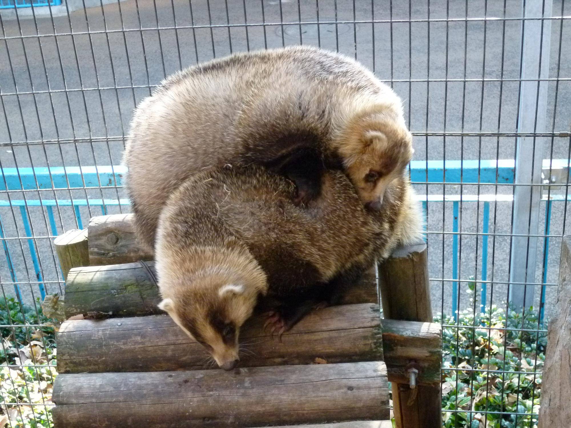 2 .ミカンとデコポン2013.1.30.jpg