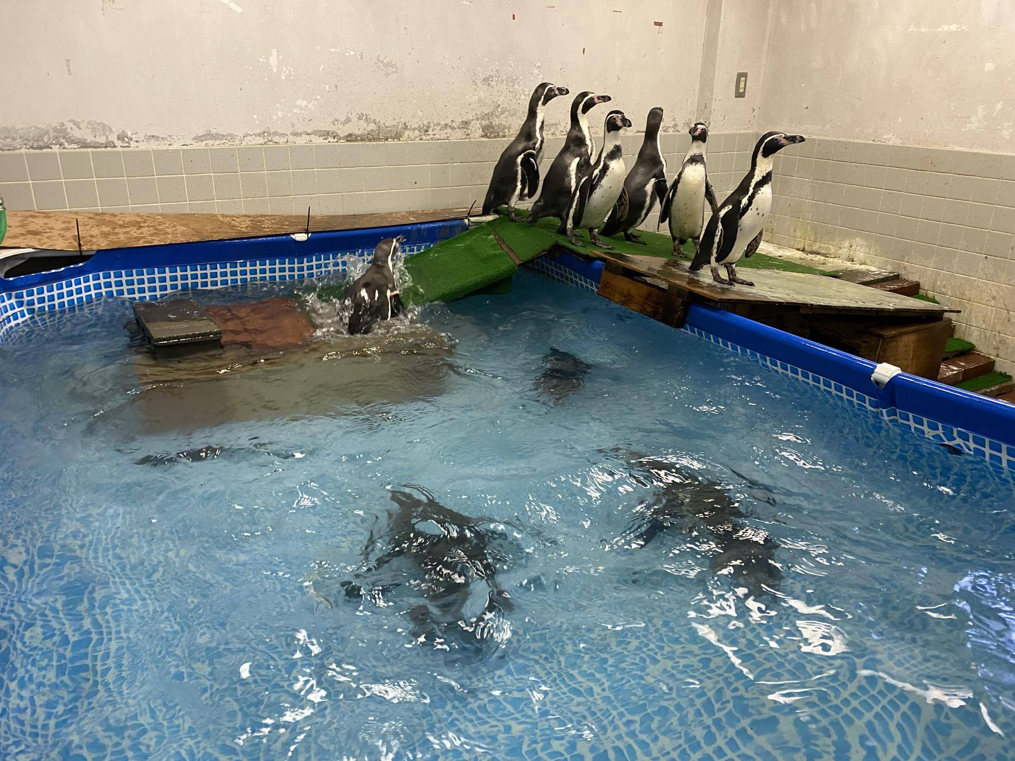 引越し先で泳ぐペンギン.jpg