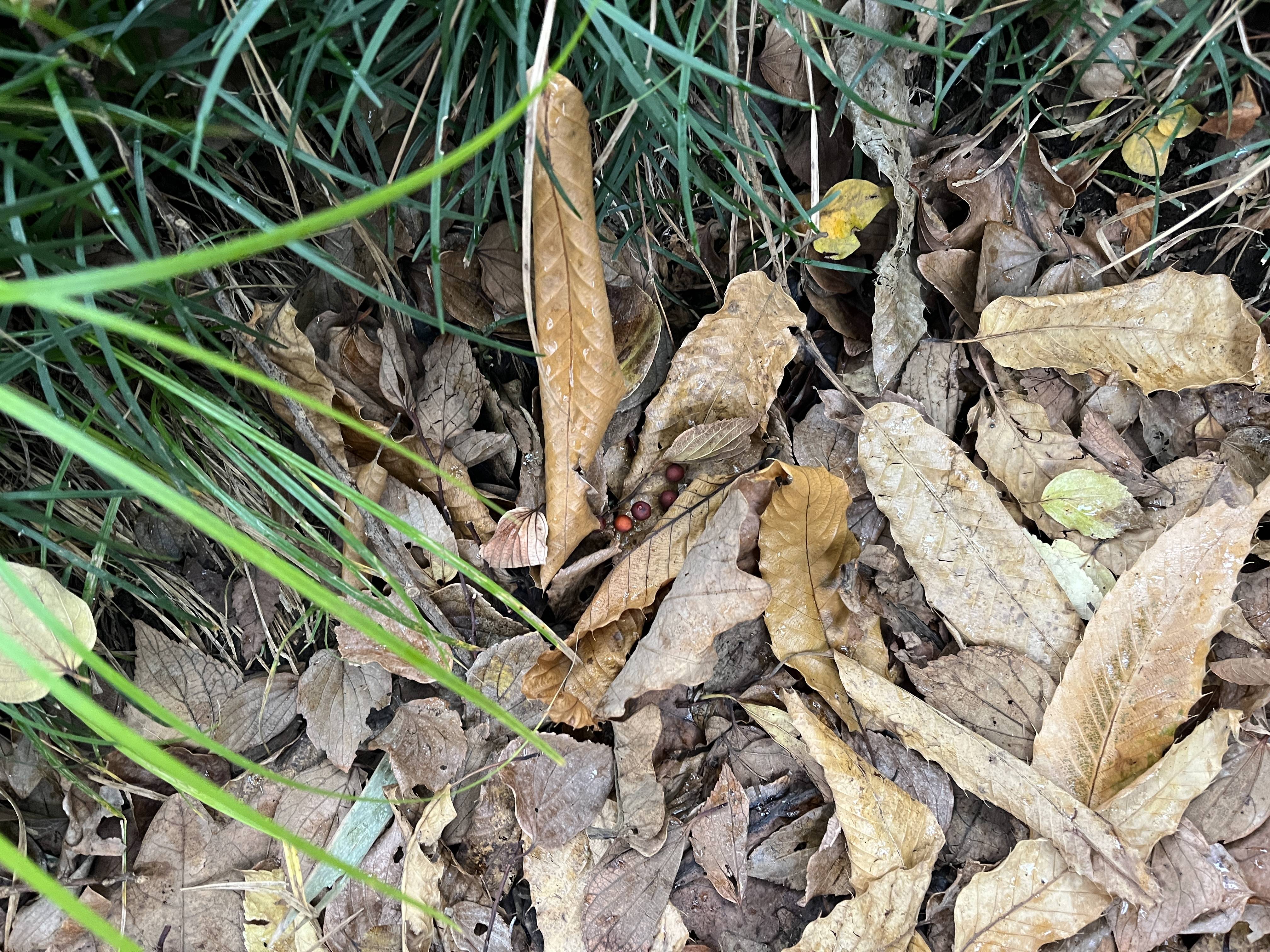 落ち葉の中に落ちている赤い実.jpg